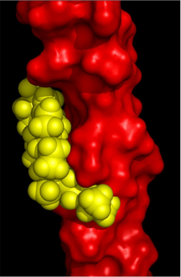 Molecular model of the human nAChR γ subunit 4th transmembrane domain (surface rendered in red) with bound cholesterol (CPK rendering, in yellow). This TM segment (Swiss Prot entry P02708), located in the outer membrane leaflet, exhibits the highest energy of interaction with cholesterol, i.e. ca. −60kJ·mol−1 [8].