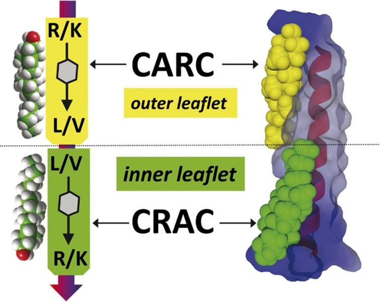 Coexisting CARC and CRAC motifs within the same TM domain. The amino acid residues in the CARC and CRAC motifs exhibit a defined hydrophilic/hydrophobic vectoriality. Furthermore, the predominant occurrence of the CARC motif is in the outer membrane leaflet, and the CRAC array is preferentially located in the inner leaflet. Their vectorial orientation is schematically depicted in the left panel. The cholesterol molecule binding the CARC domain is shown with its –OH group pointing towards the aqueous compartment of the extracellular space. Correspondingly, the hydrophobic/hydrophilic vectoriality of the CRAC motif on the inner leaflet matches the orientation of cholesterol, with its –OH group pointing towards the cytoplasmic compartments. On the right, the example of the CARC/CRAC doublet in the 1st TM domain of the human VIP receptor. The 3D structure of cholesterol was retrieved from PDB entry 1MT5. From ref. [46].