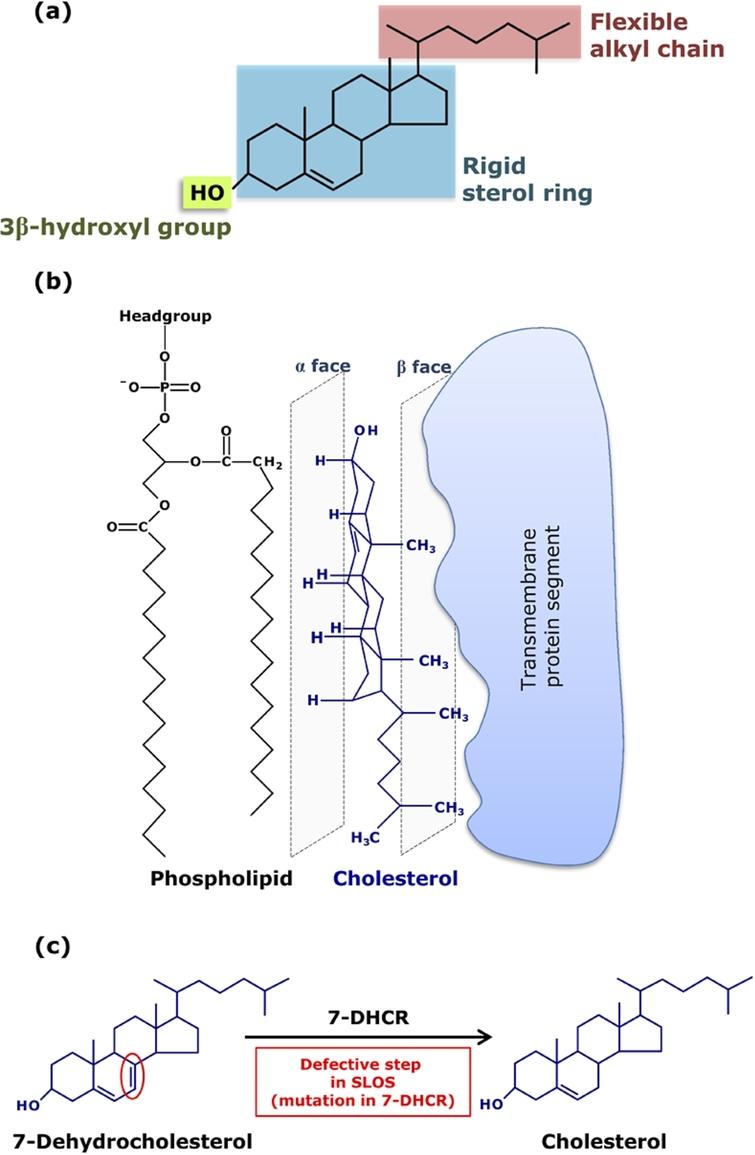Key structural features of cholesterol and its interaction with membrane proteins and diseases resulting from defective cholesterol biosynthesis. (a) Chemical structure of cholesterol depicting its three structurally distinct regions, each outlined in a shaded box: a polar 3β-hydroxyl group (green), a rigid near-planar tetracyclic sterol ring (cyan), and a flexible acyl chain (red). The chemical features of each of these regions are stringently controlled and fine-tuned by various steps in biosynthesis. The combination of polar (3β-hydroxyl group) and apolar (the sterol ring and the isooctyl side chain) regions impart an amphipathic nature to cholesterol, making it conducive to interaction with other membrane components (lipids and proteins). (b) A schematic representation of the orientation of cholesterol in membranes with respect to phospholipids and membrane proteins. Cholesterol aligns in the membrane bilayer such that its polar hydroxyl group interacts with the ester carbonyls of phospholipids and its apolar part orients along the phospholipid fatty acyl chain. An interesting structural feature of cholesterol is the inherent asymmetry about the sterol ring plane owing to methyl substitutions on one of its faces. The smooth (α) face of cholesterol constituting of only axial hydrogen atoms contributes to favorable van der Waals interaction with the saturated fatty acyl chains of phospholipids. On the other hand, the rough (β) face characterized by the protruding methyl groups can snugly interact with the bumpy topology of a membrane protein. Adapted and modified from [10]. (c) Molecular etiology of SLOS: defective cholesterol biosynthesis pathway leads to accumulation of 7-DHC, an immediate biosynthetic precursor of cholesterol, differing with cholesterol merely in a double bond (highlighted). The defect in the biosynthesis is caused by mutations in the enzyme 7-DHCR.