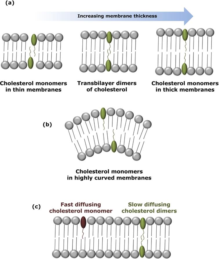 Organization and dynamics of transbilayer dimers of cholesterol at low concentrations. The schematic diagram shows the organization of cholesterol dimers in (a) membranes of varying thickness. The existence of cholesterol as transmembrane tail-to-tail dimers is stringently controlled within a narrow window of membrane thickness. Insights from our previous work suggest that cholesterol exists as monomers in relatively thin and thick membranes, while it forms transmembrane tail-to-tail dimers in membranes of intermediate (optimum) thickness. (b) Cholesterol dimers are unstable at high surface curvature. (c) Monomers of cholesterol show faster lateral dynamics in membranes relative to transbilayer tail-to-tail dimers of cholesterol (see [46] for details).
