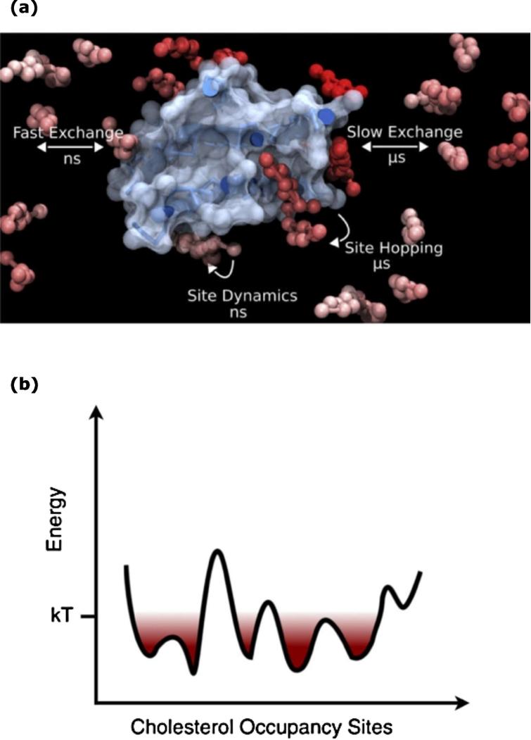 Interaction of cholesterol with GPCRs: dynamic and diverse. (a) The interaction of cholesterol with GPCRs exhibits diversity in terms of its occupancy at the GPCR surface. The interaction is weak but crucial. Cholesterol molecules interacting with receptors exhibit varying timescales of exchange with bulk lipids. (b) The energy landscape corresponding to the interaction of cholesterol with specific sites on the receptor surface involves a series of shallow minima connected by low energy barriers of the order of kT at room temperature. Taken from ref. [52].