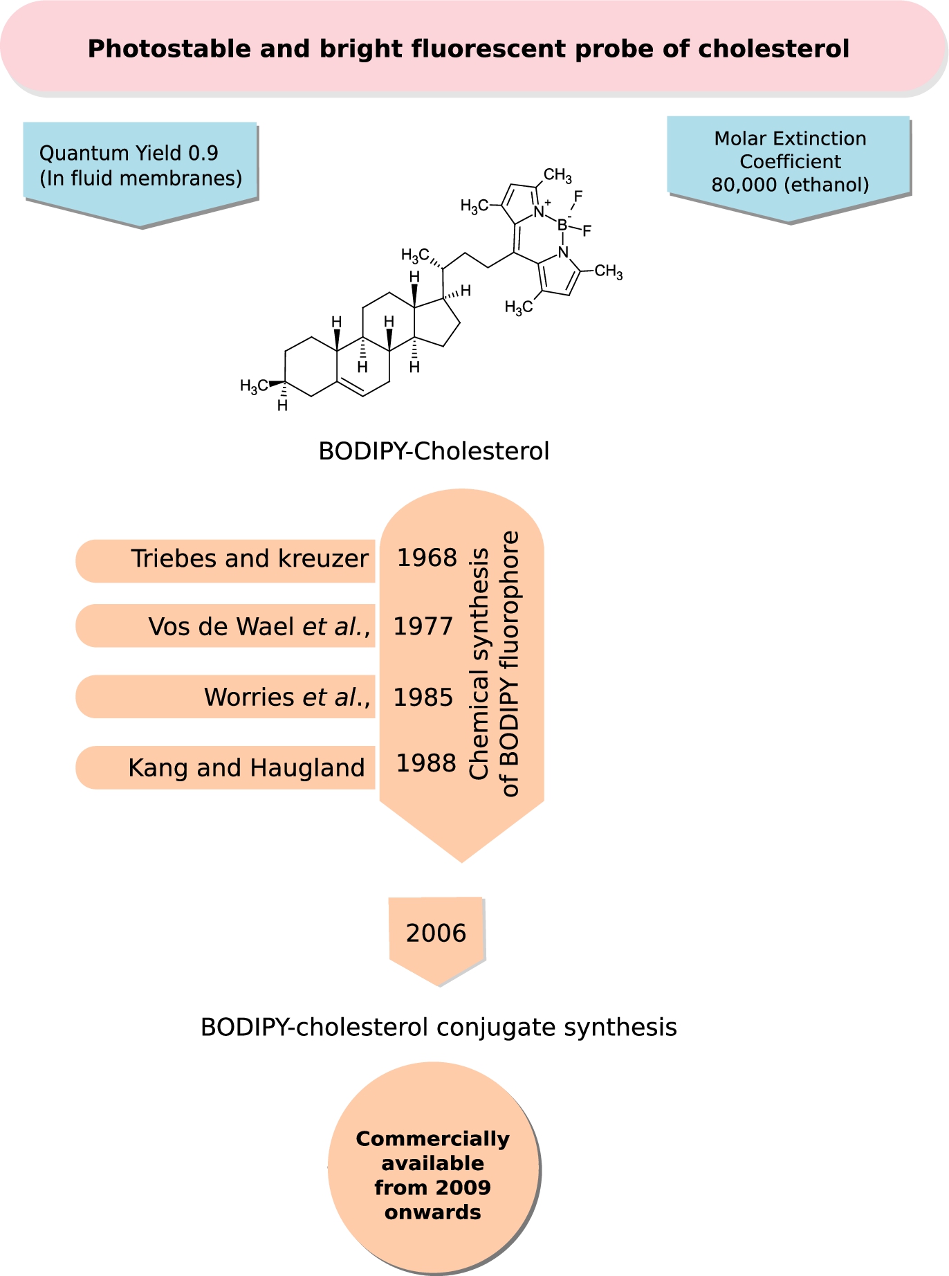 BODIPY-Cholesterol, a bright and photostable fluorescent probe of cholesterol. BODIPY falls under the class of boron-containing diazaindacene fluorophores, which are bright and photostable probes with very low environmental sensitivity (relative to NBD and Dansyl probes) used in membrane research. The figure shows the chemical structure of the most promising and functional variant of BODIPY-cholesterol (see Section 2.2.2 for details). A chronological timeline of the chemical synthesis of the fluorescent probe, BODIPY and its attachment to cholesterol is given. BODIPY-cholesterol became commercially available from Avanti Polar Lipids under the name “Top-Fluor” cholesterol from 2009 onwards.