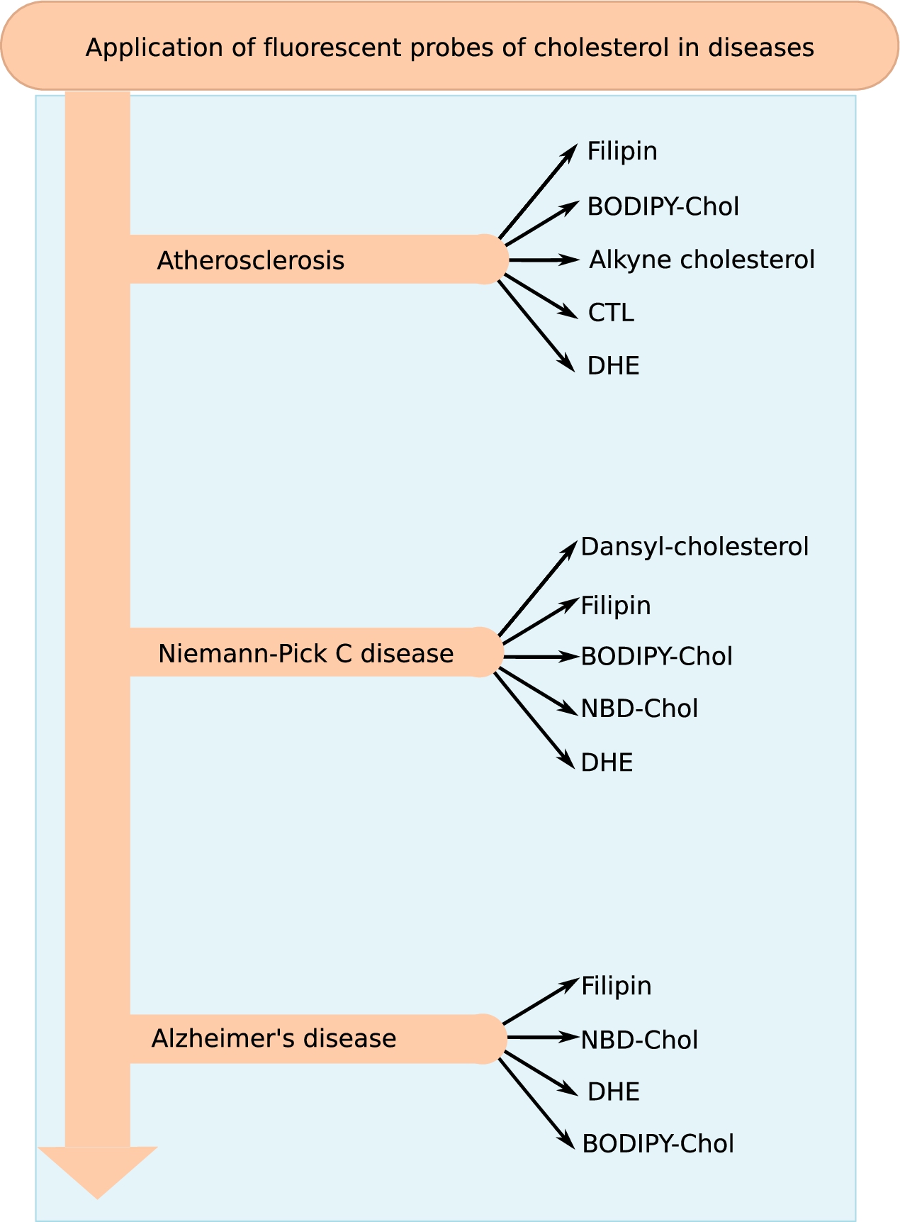 Application of fluorescent probes of cholesterol in disease research. Cholesterol is a major lipid in eukaryotic membranes and has been associated with a plethora of diseases. The figure gives a summary of the fluorescent probes that have been used for research and diagnosis of the three representative diseases (atherosclerosis, Alzheimer’s and Niemann–Pick C disease) discussed in the review.