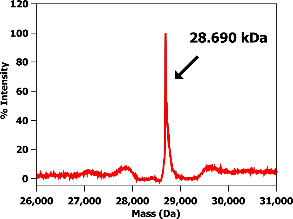 A mass spectrum of a hydrogenous m-eGFP protein sample in hydrogenous buffer. Protein buffer was 20 mM phosphate, 150 mM NaCl at pH 7.5.