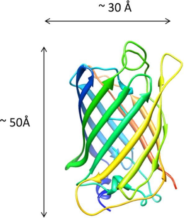 The crystal structure of Green Fluorescent Protein (GFP) monomer – Pdb: 1EMA [14].