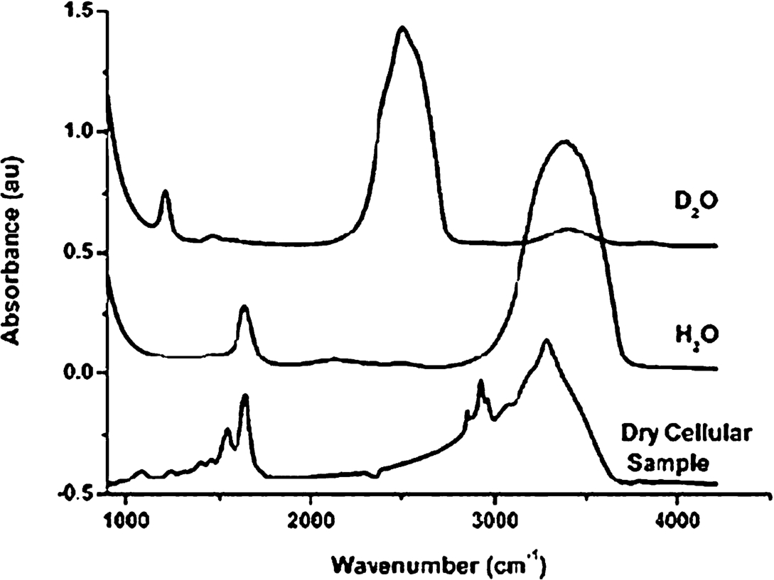 Absorption spectra of H2O and D2O compared with a typical cell spectrum. Comparison of the traces shows clearly that the bending mode of water around 1650 cm−1 overlaps with the Amide I absorption of cellular polypeptides in the same spectral region [this figure was originally published in [54]].