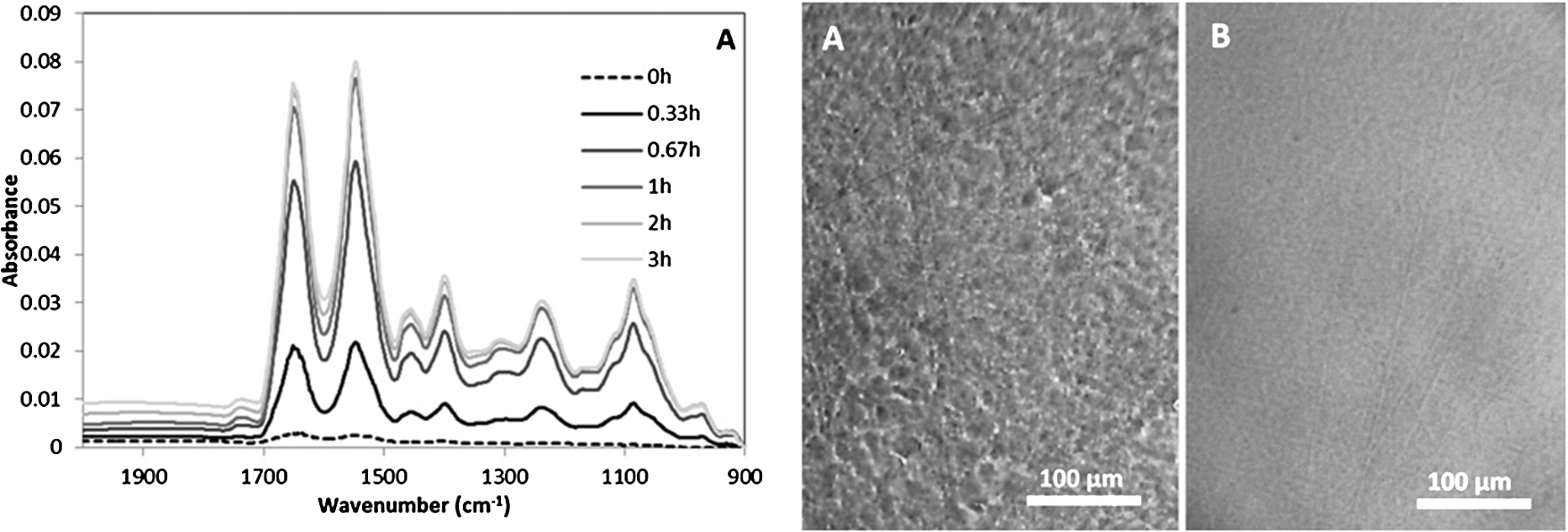 (a) FTIR absorbance spectra of cells in the first three hours after seeding in the ATR element. (b) Reflective visible images of a germanium ATR crystal surface, showing a roughness where the cells were attached to the crystal (left) and a smooth surface in the area not exposed in the cell culture (right) [this figure was originally published in [19]].
