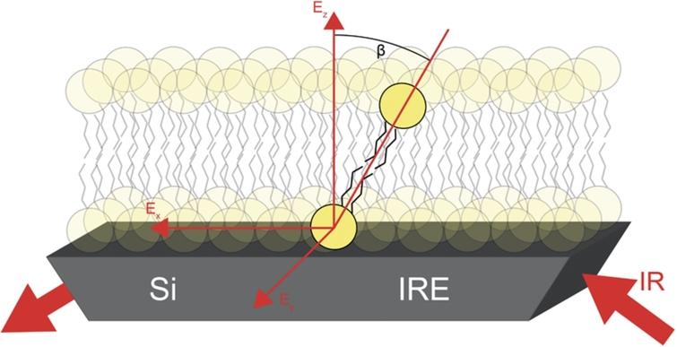 Schematic representation of the lipid orientation within a SSLB. The determined average angle β is illustrated at a highlighted lipid molecule. Exyz are the components of the electric field vector of the evanescent IR wave. β represents an average value for all lipids present in the sample.