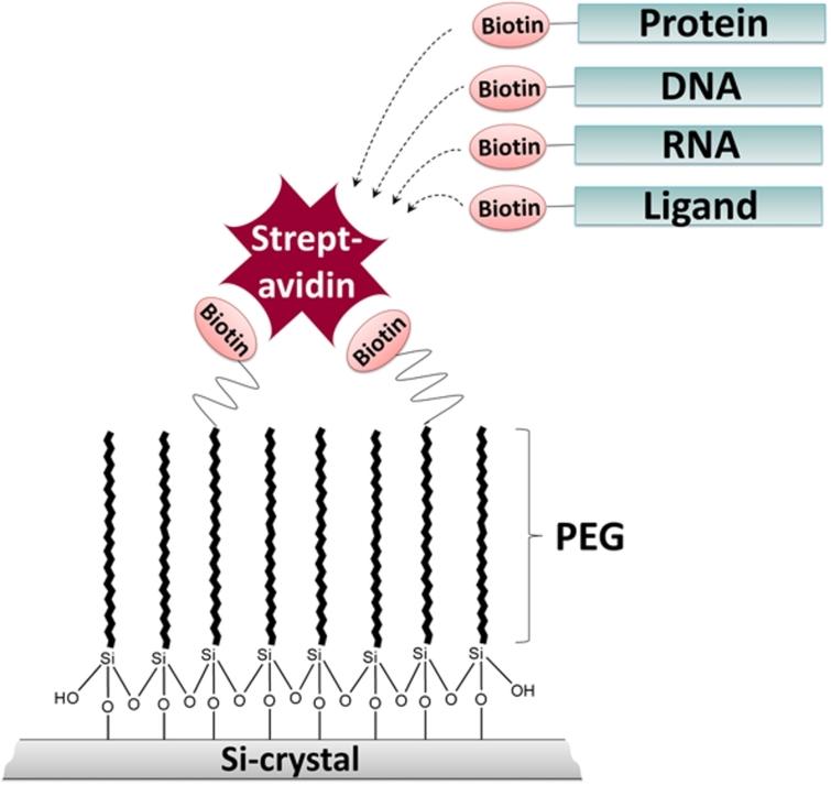 Schematic representation of the ATR-FTIR approach. The silicon (Si) crystal surface is modified with biotin-PEG-silane linkers to prevent unspecific protein adsorption and to enable specific immobilization of biotinylated biomolecules, such as proteins, nucleic acids and ligands via streptavidin.