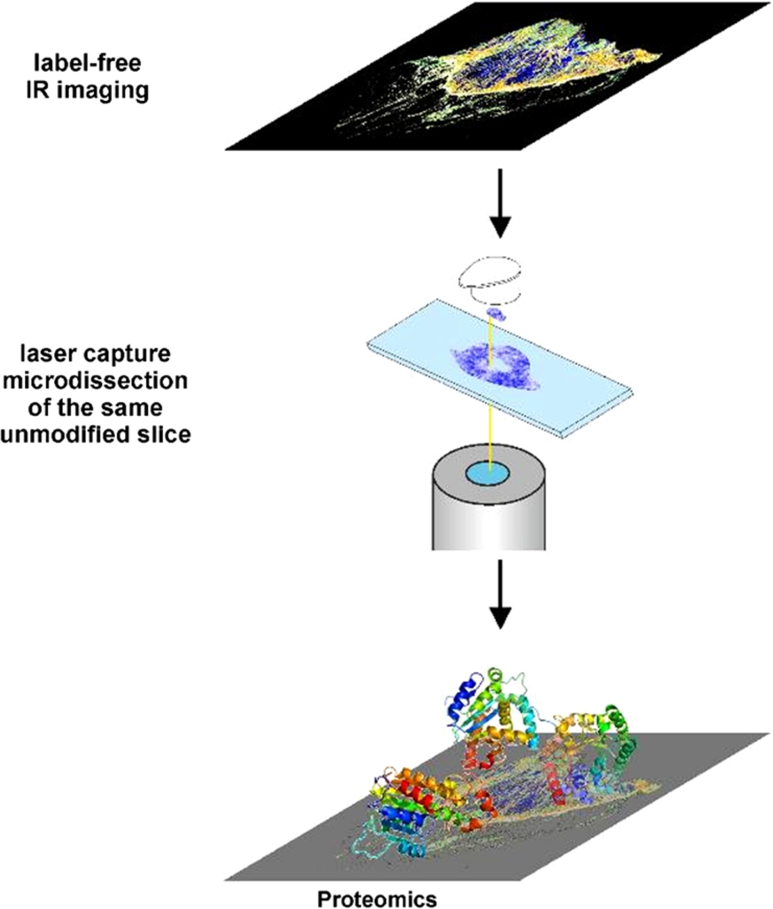 IR-guided laser capture microdissection (LCM) allows spatial and molecular resolution. The label-free IR imaging tissue classification can be used to cut out very precisely homogeneous tissue regions by LCM [9]. This allows correlating the spectral patterns with the molecular changes in the tissue. In addition, it opens up a completely new field of application for marker-free digital pathology in biomarker research. With no other method, it is possible to select homogeneous tissue samples for subsequent molecular analyses.