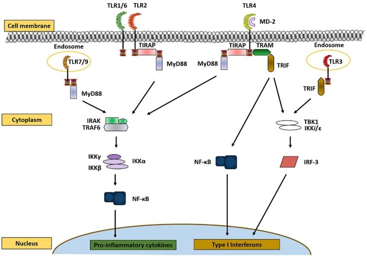 Toll-like receptor signalling: there is crosstalk between different TIR domain-containing adaptors downstream of various Toll-like receptors resulting in pro-inflammatory cytokine or interferon production (adapted from [65]).