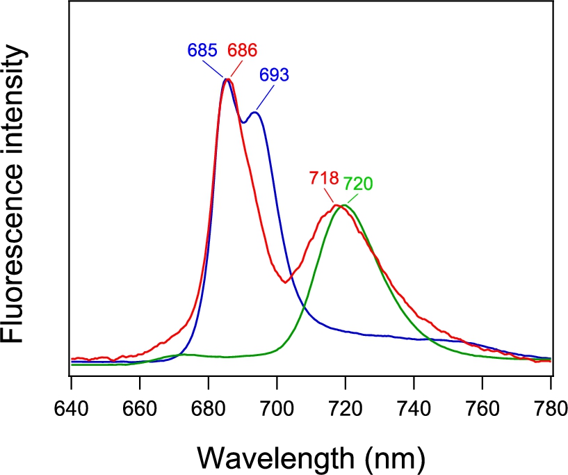 Fluorescence spectrum of PSI-GNP-PSII conjugates (red line) in comparison with the spectra of free PSI (green line) and PSII (blue line) complexes measured at 77 K. The spectra of free PSI and PSII were normalized to the spectrum of PSI-GNP-PSII at the corresponding maximum peaks.