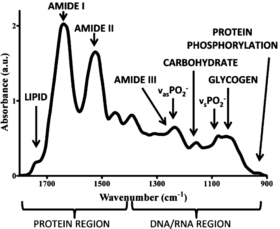 Example of a biological sample spectrum in the biofingerprint region of the mid infrared range. Reprinted (adapted) with permission from reference [17] (J.G. Kelly, et al., Biospectroscopy to metabolically profile biomolecular structure: a multistage approach linking computational analysis with biomarkers, Journal of Proteome Research 10 (2011), 1437–1448). Copyright (2011) American Chemical Society.