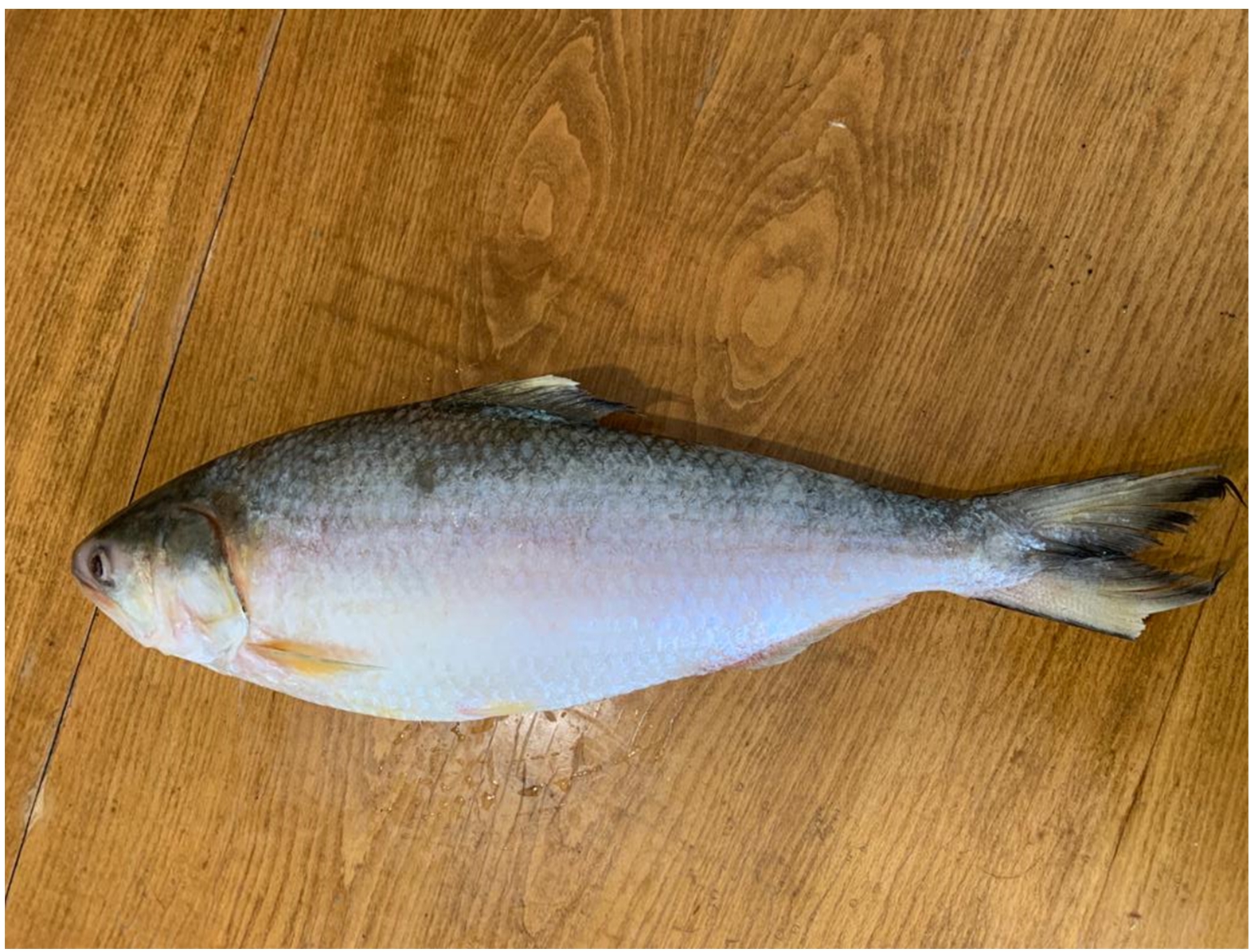 Example of a big fish investigated in this study. This is Hilsa fish from Bangladesh purchased from an ethnic supermarket in the UK. The length of the Hilsa fish can vary, for example from 168 mm-590 mm (Salini et al. [56], Rahman and Cowx [52]).
