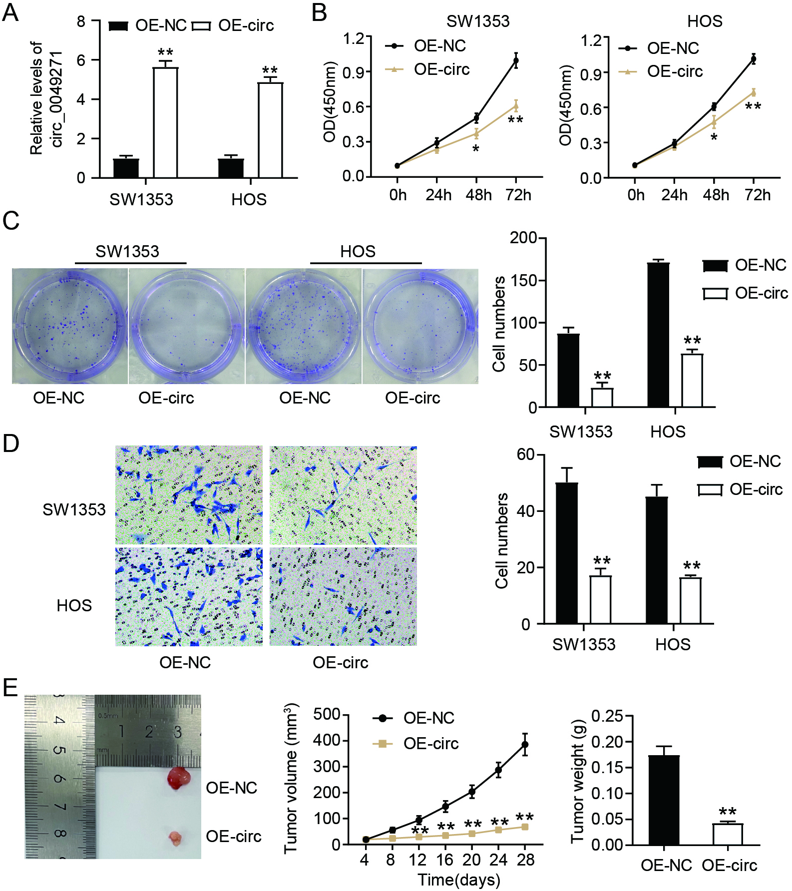 Enforced circ_0049271 suppresses the invasion and proliferation of OS cells in vitro as well as the growth of tumors in vivo. (A) Circ_0049271 levels in HOS and SW1353, following their OE-circ/NC transfection, were estimated through quantitative RT-PCR. ∗∗P < 0.01 vs. OE-NC. The viability (B) and colony numbers (C) of SW1353 and HOS cells harboring either OE-circ/NC were assessed through the CCK-8 and colony formation experiments. ∗P < 0.05, ∗∗P < 0.01 vs. OE-NC. (D) The invasive capacity of SW1353 and HOS as assessed in the transwell experiment. ∗∗P < 0.01 vs OE-NC. (E) Representative image, volume, and weight of xenograft tumors after injecting the mice with SW1353 cells stably expressing OE-circ/NC. ∗∗P < 0.01 vs. OE-NC.
