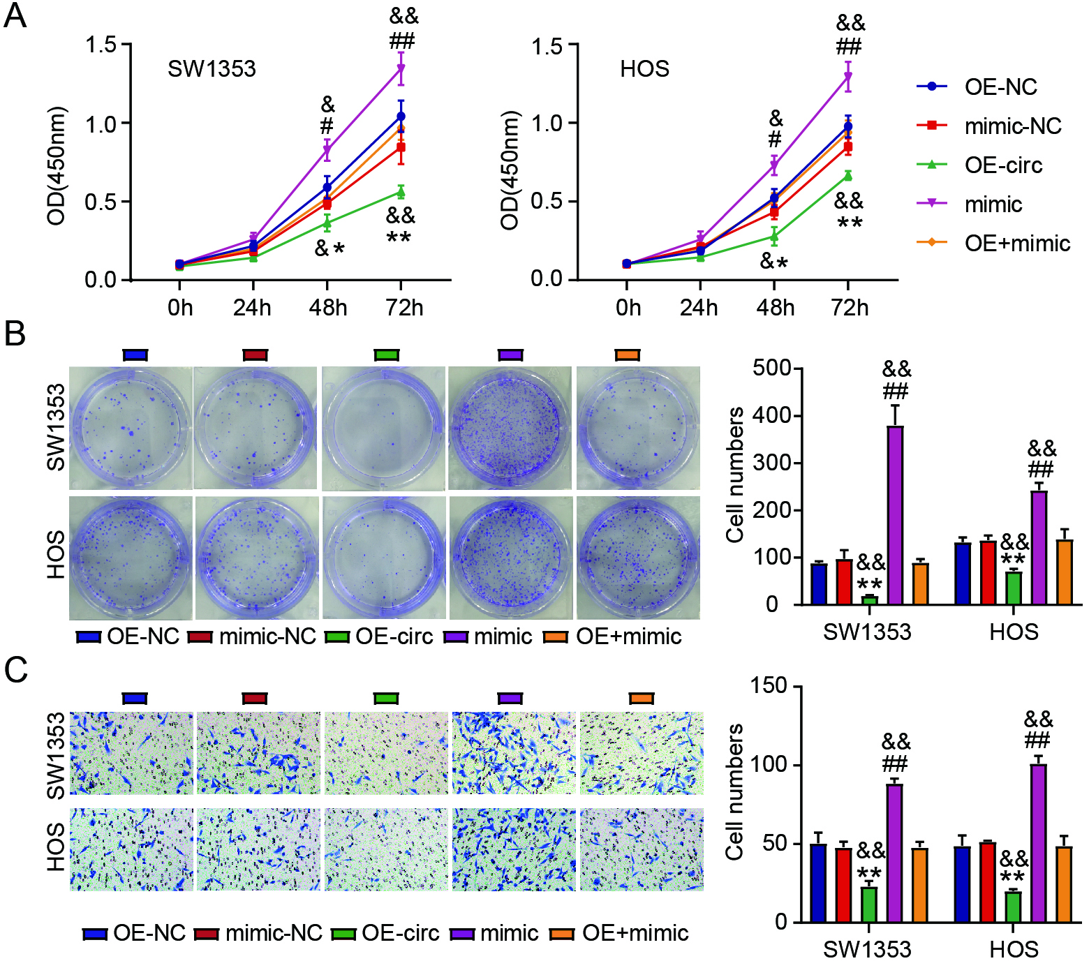 Circ_0049271 overexpression prohibits the invasion and proliferation of cells through miR-1197 modulation in OS. The viability (A) and colony numbers (B) of SW1353 and HOS cells transfected with OE-circ, OE-NC, mimic, mimic-NC, or OE-circ + mimic were measured by means of the CCK-8 and colony formation experiments. (C) SW1353 and HOS cell invasion was evaluated through the transwell experiment. # P < 0.05; # # P < 0.01 vs. mimic-NC. & P < 0.05; & & P < 0.01 vs. OE-circ + mimic. ∗P < 0.05; ∗∗P < 0.01 vs. OE-NC.