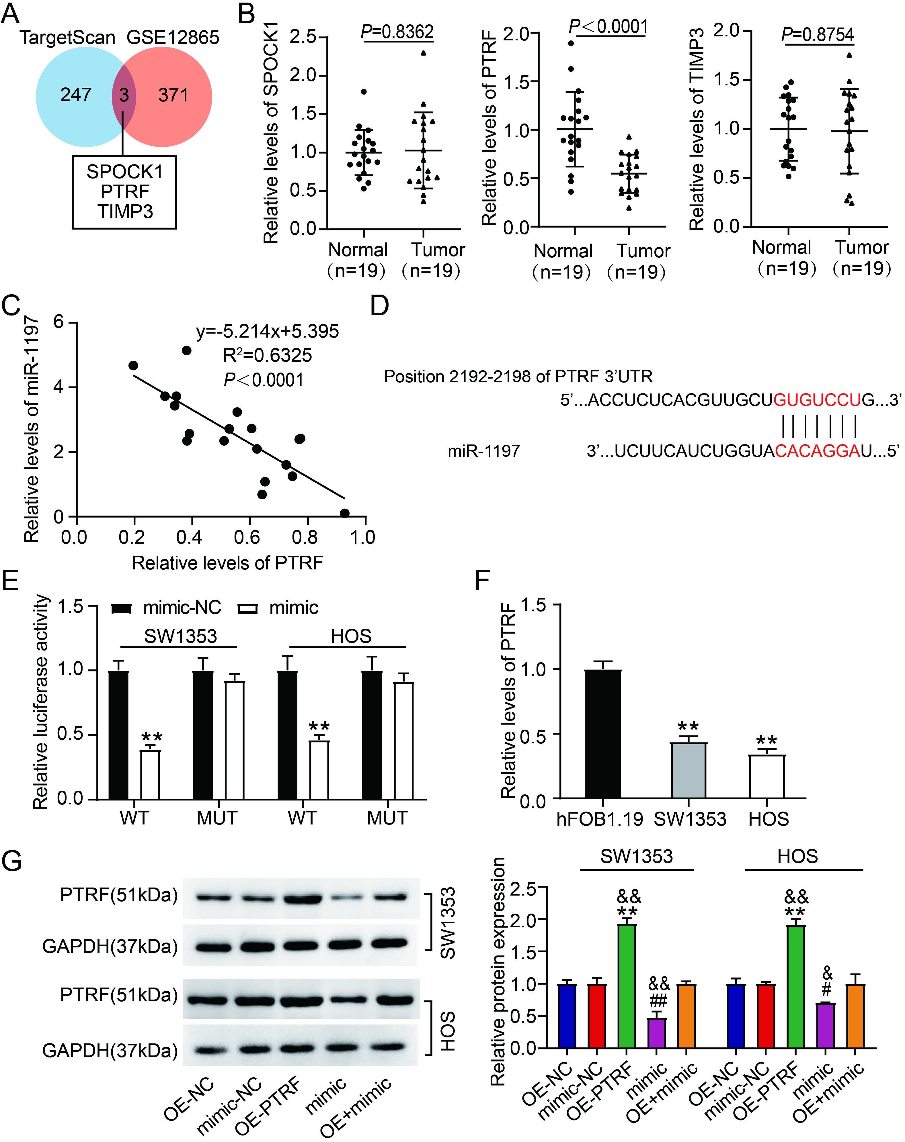 MiR-1197 targets PTRF. (A) Three genes were overlapped from TargetScan and GSE12865. (B) The levels of SPOCK1, PTRF, and TIMP3 in OS normal and tumoral tissues were estimated via quantitative RT-PCR. P< 0.0001 vs. normal. (C) The correlation between the miR-1197 and PTRF expressions in OS tissues was ascertained through Pearson correlation coefficient. (D) TargetScan predicted a miR-1197 – PTRF binding site. (E) The target relationship of miR-1197 with PTRF was verified through the dual luciferase experiment. ∗∗P < 0.01 vs PTRF WT + mimic-NC. (F) PTRF levels in hFOB1.19 cells and OS cell lines were gauged through qRT-PCR. ∗∗P < 0.01 vs. hFOB1.19 cells. (G) The levels of PTRF proteins in HOS and SW1353, after their OE-PTRF, OE-NC, mimic, mimic-NC, or OE-PTRF + mimic transfection, were analyzed via western blotting. # P < 0.05, # # P < 0.01 vs. mimic-NC. ∗∗P < 0.01 vs. OE-NC. & P < 0.05, & & P < 0.01 vs. OE-PTRF + mimic.