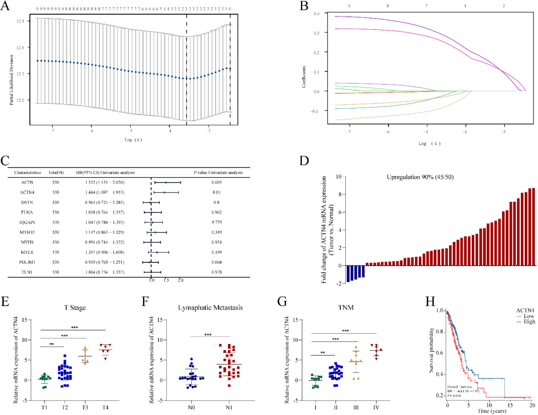 Construction of a risk prognostic model based on disulfidptosis-related genes (DRGs) in TCGA-LUAD. (A) LASSO regression of DRGs. (B) Cross-validation for tuning the parameter selection in the LASSO regression. (C) Univariate Cox regression analysis of DRGs. (D) The mRNA expression of ACTN4 is upregulated in 90% of 50 lung adenocarcinoma (LUAD) tissues compared to normal tissues. The mRNA expression of ACTN4 was positively with (E) T stage (**P< 0.01), (F) lymphatic metastasis (**P< 0.001), and (G) TNM stage (**P < 0.01). (H) LUAD patients with high expression of ACTN4 have a lower percentage of overall survival. **P< 0.01, and ***P< 0.001.