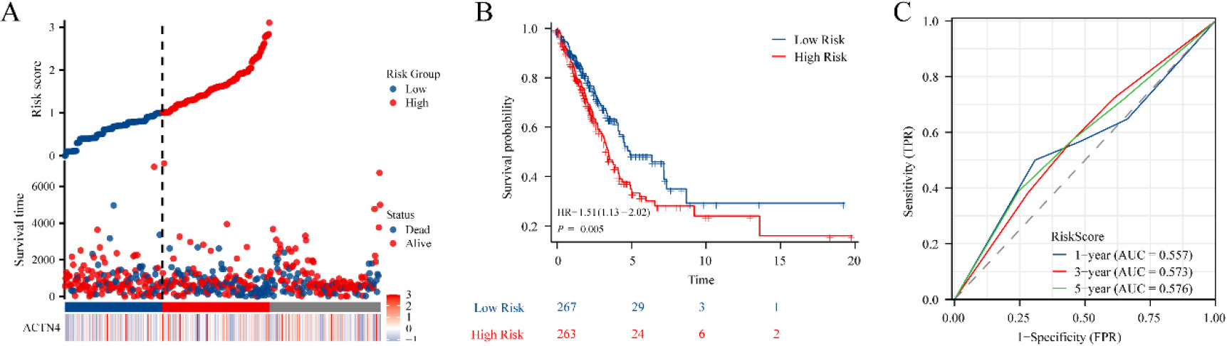 Construction of the prognostic model based on ACTN4 and riskscore in TCGA-LUAD. (A) distribution of risk score, survival status and the expression of prognostic ACTN4. (B) Kaplan-Meier plot of the riskscore and overall survival. (C) ROCs for 1-year, 3-year and 5-year survival prediction.