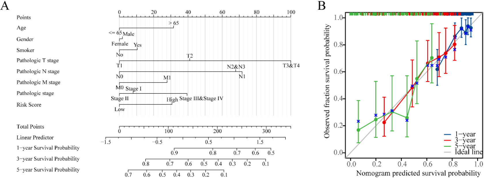 Nomogram development and validation. (A) Nomogram to predict the 1-year, 3-year and 5-year overall survival (OS) rate of lung adenocarcinoma (LUAD) patients. (B) Calibration curve for the OS nomogram model in LUAD.