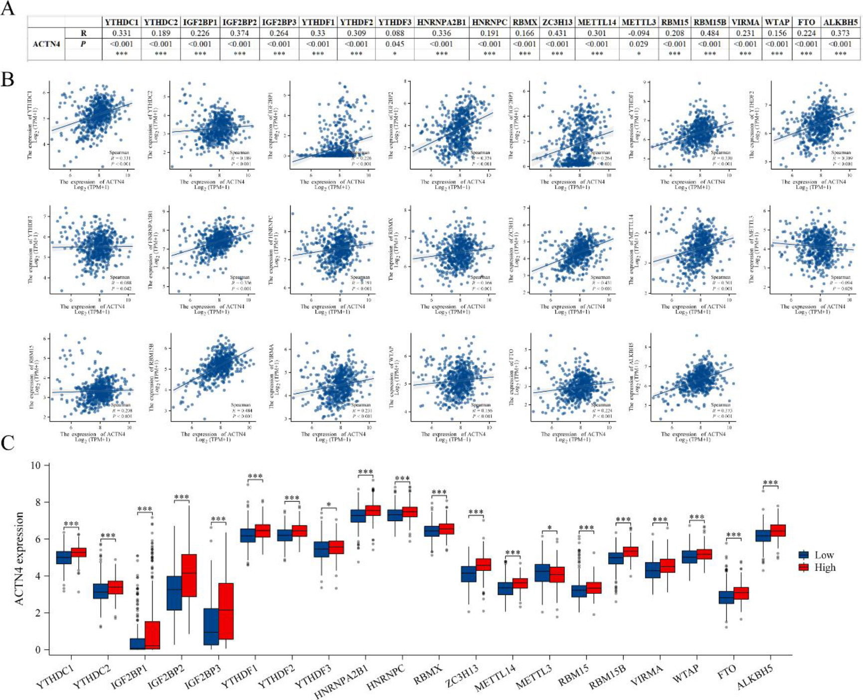 Correlations of ACTN4 expression with m6A related genes in lung adenocarcinoma (LUAD). (A) TCGA-LUAD analyzed the correlation between the expression level of ACTN4 and m6A-related genes. (B) Draw a scatter plot to show the correlation between ACTN4 and m6A related genes. (C) The differential expression of m6A related genes in the high and low ACTN4 expression groups in LUAD. *P < 0.05, and ***P < 0.001.