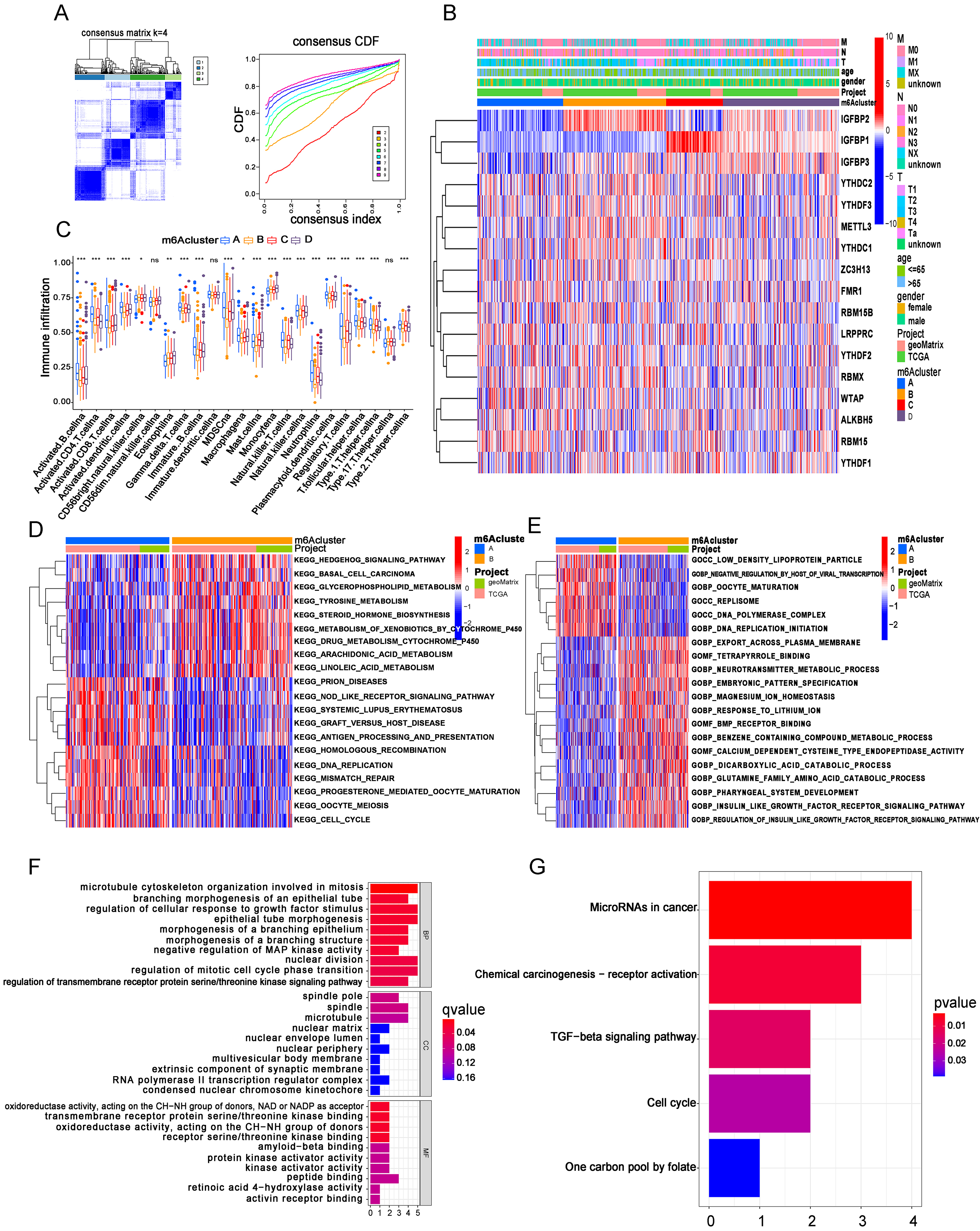 m6A clusters were identified based on MRGs in BC patients. (A) BC samples (n= 596) were divided into four m6A clusters based on the consensus clustering matrix (k= 4) in both TCGA and GEO cohorts. (B) Heatmap of the expression status of 17 m6A MRGs in m6A clusters. (C) The differences in 23 immune cell infiltration levels in m6A clusters. (D, E) KEGG and GO functional analysis between m6A clusters A and B. (F, G) The results of GO and KEGG enrichment analysis for the intersection of differentially expressed genes between m6A clusters.