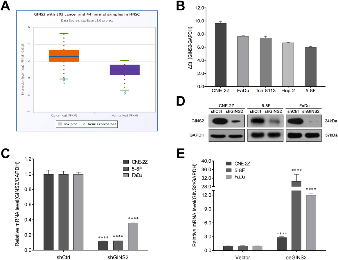 GINS2 expression and transfection efficiency determination in HNSCC cell lines. (A) GINS2 was up-regulated in HNSCC patients. The expressions of GINS2 in HNSCC (n= 502) and normal samples (n= 44) were found from the starBase v3.0 database with the cancer expression level of 7.38 and the normal expression level of 2.06 (fold change = 3.59, P= 1.2e-29). (B) GINS2 mRNA expression in HNSCC CNE-2Z, FaDu, Tca-8113, Hep-2, and 5-8F cell lines. (C, D) GINS2 expression was inhibited by shRNA. The mRNA expressions of GINS2 were determined by qRT-PCR, and the protein expressions were determined by WB in CNE-2Z, 5-8F, and FaDu cells. (D) The over-expressions efficiency of GINS2 was confirmed by qRT-PCR in CNE-2Z, 5-8F, and FaDu cells. Values were expressed as mean ± standard deviation. n= 3, ****P < 0.0001. HNSCC, head and neck squamous cell carcinomas; WB, western blot; qRT-PCR, quantitative real-time polymerase chain reaction.