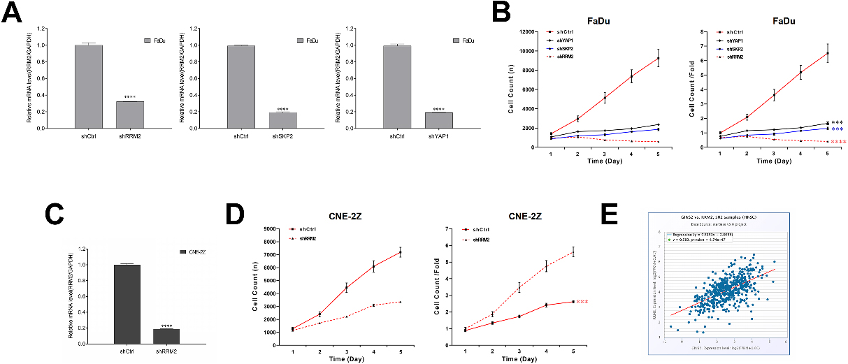Effects of RRM2, SKP2, and YAP1 knockdown on cell growth, and the relationship of RRM2 and GINS2 in HNSCC. (A) RRM2, SKP2, and YAP1 were knocked down successfully in FaDu cells. The mRNA expressions were determined by qRT-PCR. (B) Celigo cell counting assay results of RRM2, SKP2, and YAP1 knockdown on cell growth in FaDu cells. (C) RRM2 was knocked down successfully in CNE-2Z cells. The RRM2 mRNA expression was determined by qRT-PCR. (D) Celigo cell counting assay results of RRM2 knockdown on cell growth in CNE-2Z cells. (E) A positive correlation was found between GINS2 and RRM2. ***P < 0.001, ****P < 0.0001.