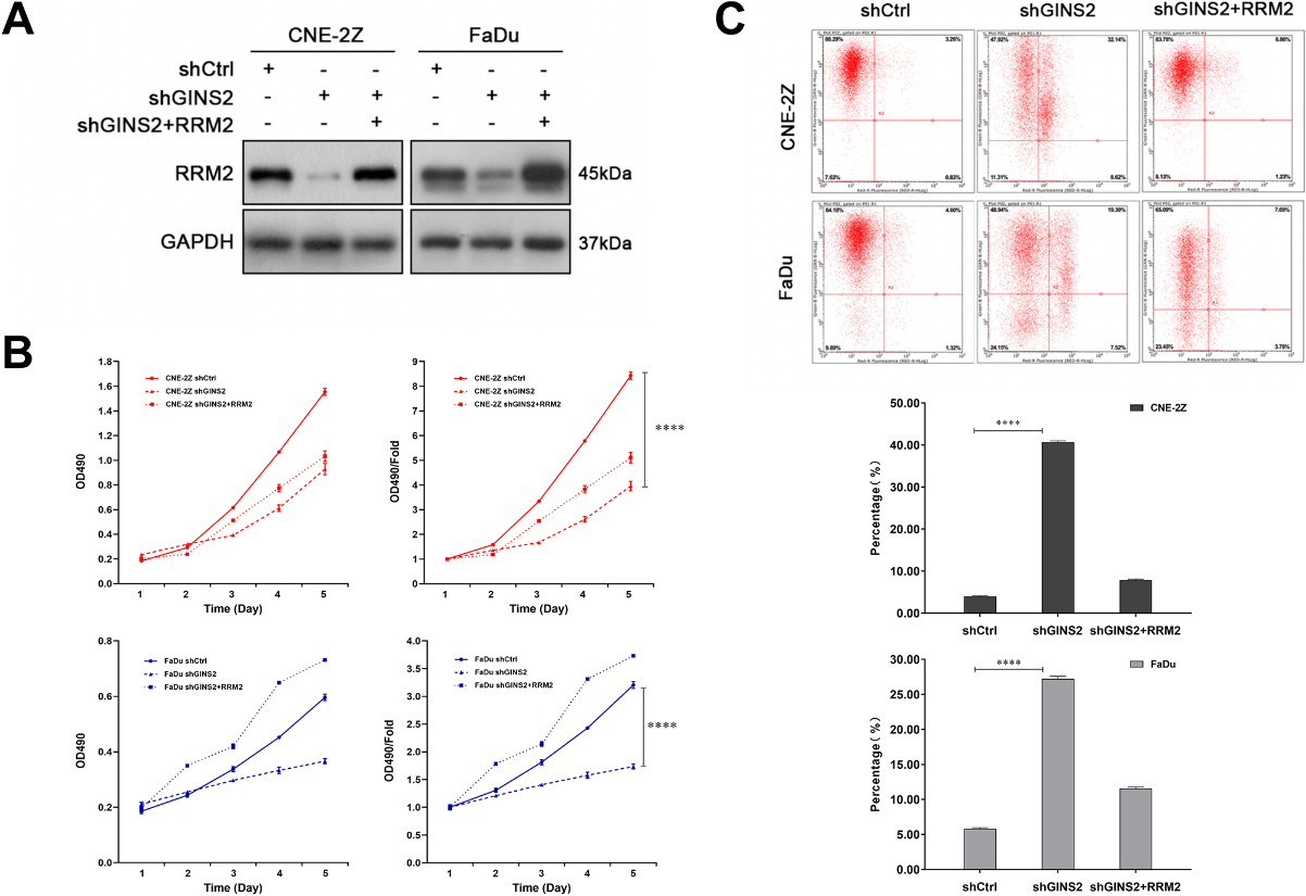 RRM2 rescued the effect of GINS2 in HNSCC cells. (A) The protein expressions of RRM2 were determined by WB in CNE-2Z and FaDu cells. (B) MTT results of the rescue assay. (C) Apoptosis results of the rescue assay. ****P < 0.0001.