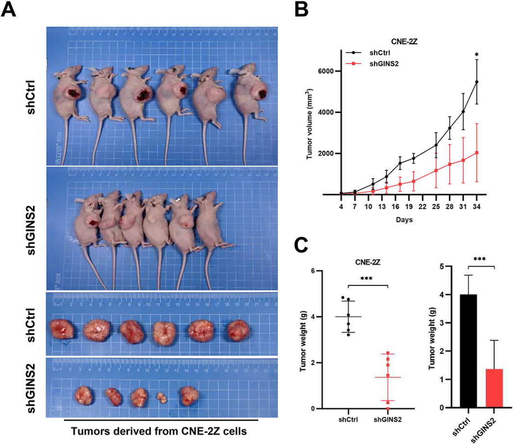 Knockdown of GINS2 suppresses tumor growth in vivo. (A) Xenograft models in nu/nu mice were generated using CNE-2Z cells transfected with Ctrl-shRNA (n= 6) or GINS2-shRNA (n= 6). (B) The volumes of subcutaneous tumors in indicated mice were measured for 34 days. (C) The average weights of excised tumors are shown. Data represents the mean ± SD (n= 6); *P< 0.05; **P< 0.01; ***P< 0.001.