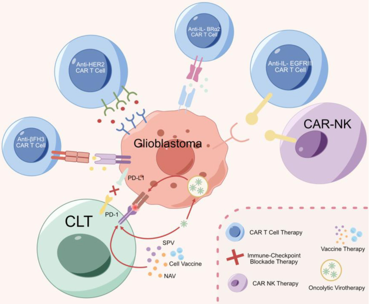 Current immunotherapy modalities for the treatment of glioblastoma: 1. CAR T-cell therapy such as anti-IL-13Rα2CART cell therapy, anti-EGFRvIII CART cell therapy, anti-HER2 CART cell therapy, anti-BFH3 CART cell therapy, and the relatively specific CAR-NK cell therapy; 2. Immune checkpoint inhibitor therapy, the most important of which is to inhibit the binding of PD-1 and PD-L1, thus restoring the tumor cell killing effect of CTL; 3. Vaccine therapies, including cellular vaccines, SPV and NAV, which can promote the tumor-killing effect of CTL; 4. Oncolytic virus therapies, are viruses that can selectively infect or replicate in tumor cells, which not only directly kill infected tumor cells, but also promote the tumor-killing effect of CTL.