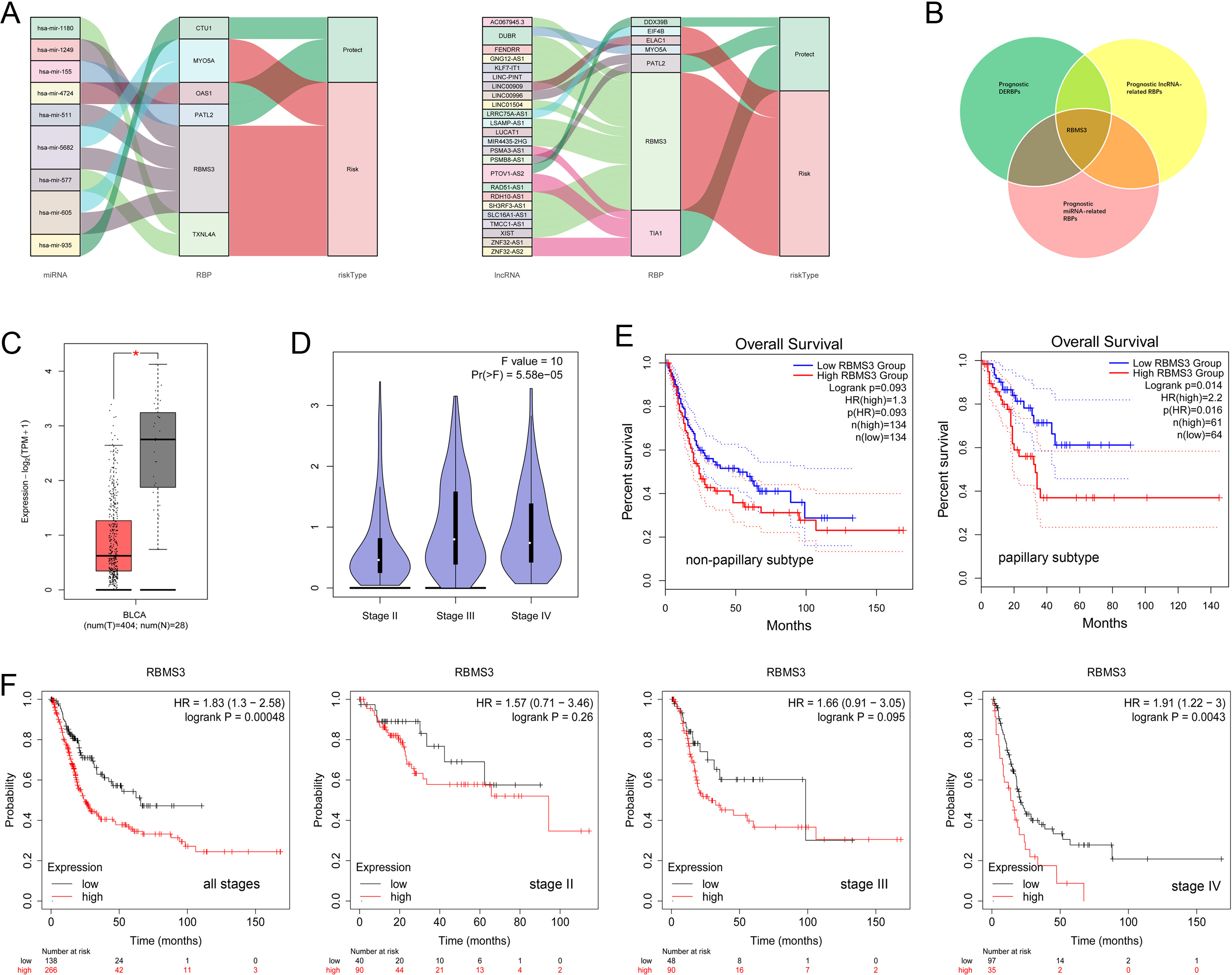 RBMS3 predicts poor OS in BLCA. (A) The network of miRNAs (left) or lncRNAs (right) with their correlated RBPs was visualized by the “ggalluvial” R package. (B) Intersection of 10 hub DERBPs, six hub miRNA-correlated RBPs, and seven hub lncRNA-correlated RBPs. (C) RBMS3 expression in BLCA cancer matched with normal and GTEx data were analyzed using GEPIA2. |log2FC| cutoff = 1.0, P-value cutoff = 0.01. (D) RBMS3 expression in BLCA cancer according to tumor stage was analyzed by GEPIA2. log2FC (TPM + 1) for log-scale. (E) Survival analyses of groups with low and high RBMS3 expression in non-papillary or papillary BLCA. Analyzed by GEPIA2, group cutoff: median. (F) Kaplan–Meier curves for the OS of the groups with low and high RBMS3 expression restricted by tumor stage.