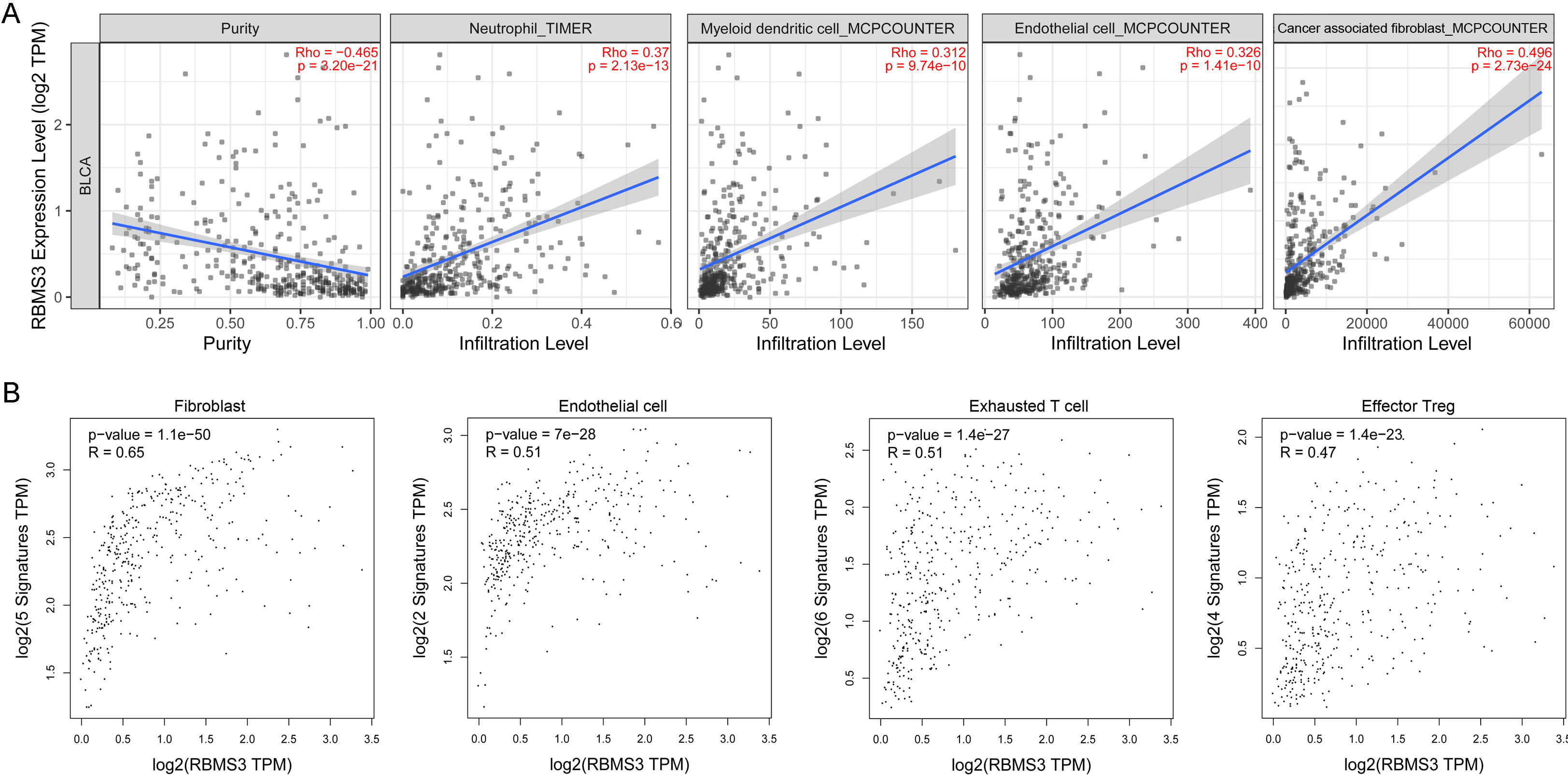 RBMS3 expression is associated with higher stromal cell content. (A) The correlations of RBMS3 with tumor purity and diverse immune cell infiltration in BLCA were analyzed using TIMER2. Scatterplots show the purity-corrected partial Spearman’s rho value and statistical significance. (B) Correlation analysis of RBMS3 expression with stromal cell markers (GEPIA2). Correlation coefficient: Spearman.