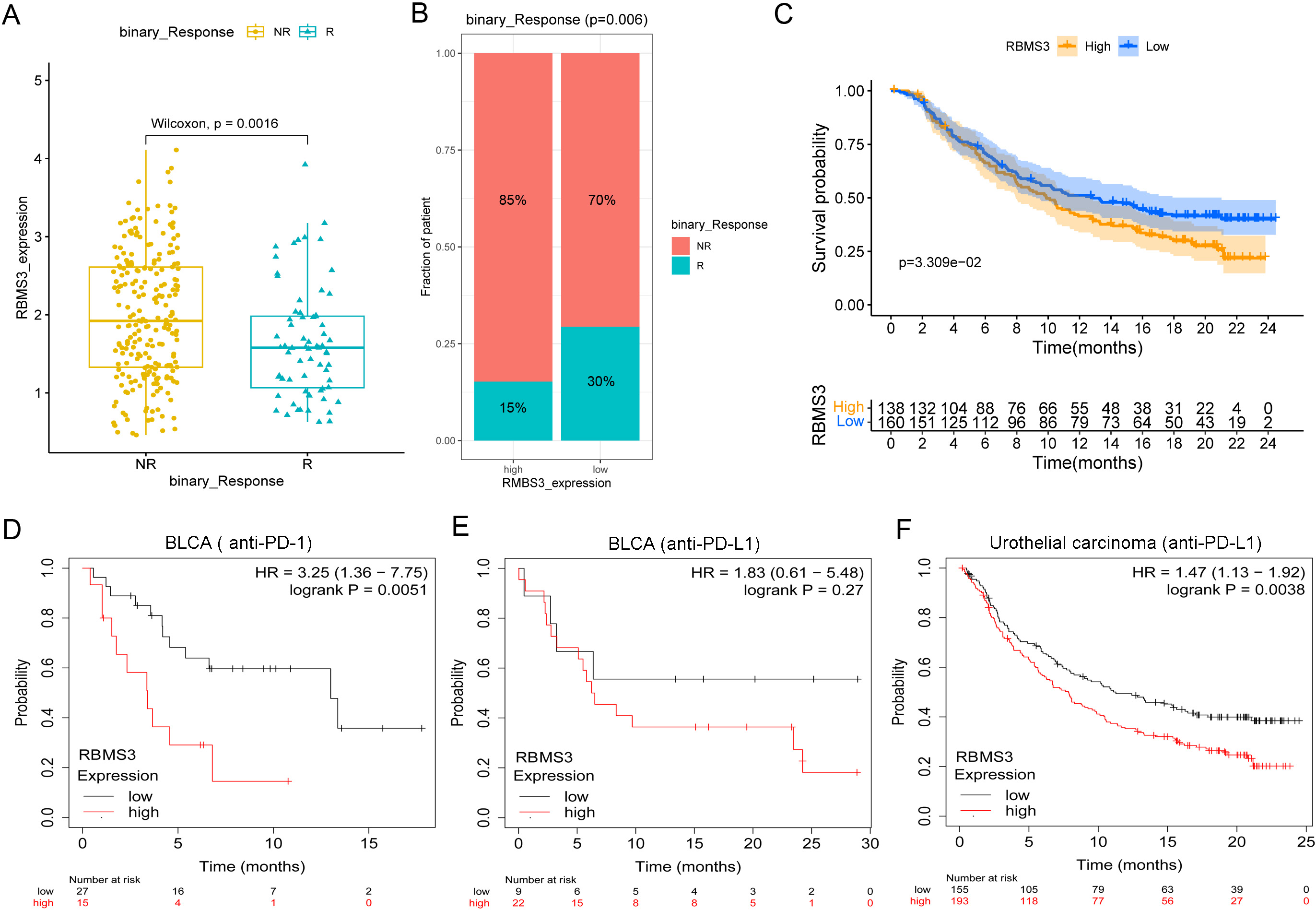 High RBMS3 expression predicts poor response to BLCA immunotherapy. (A–C) Exploration of RBMS3 expression as prognostic markers for BLCA immunotherapy (immune checkpoint inhibitors) using the Imvigor210CoreBiologies dataset. (A) Difference of RBMS3 expression between different immune response patients, NR: non-response, R: response. (B) Comparison of immune response ratio between high- and low-RBMS3 expression patients. (C) Survival analysis of high- and low-RBMS3 expression patients. (D–F) Survival analysis of the high- and low-RBMS3 expression BLCA patients received immune checkpoint inhibitors treatment using the Kaplan-Meier Plotter. (D) Kaplan–Meier plot of anti–PD-1 and (E) anti–PD-L1 immunotherapy in BLCA (n= 90). (F) Kaplan–Meier plot of anti–PD-L1 immunotherapy in urothelial carcinoma (n= 348). Cutoff: auto-select.