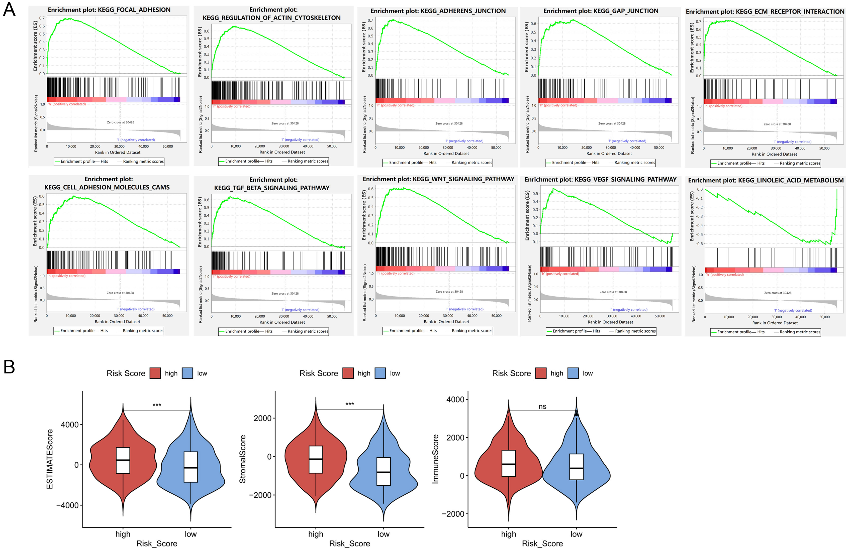 The prognostic signature is associated with higher tumor stromal scores and predicts chemotherapy sensitivity. (A) Enrichment analysis was performed by GSEA, TME-related pathways were highly enriched in the high-risk patients. (B) The ESTIMATE, stromal, and immune scores of the BLCA cancer tissues were calculated using the ESTIMATE algorithm and visualized with the “ggpubr” R package. (C) Immune cells scores were analyzed by CIBERSORT.R. (D) differential expression of immune checkpoint genes between high- and low-risk groups. (E) IC50 of indicative drugs were estimated through the “OncoPredict” R package.