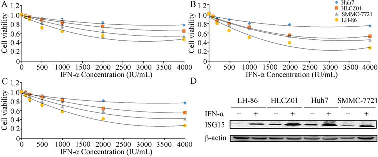 Effects of IFN-α on human HCC cell lines. (A) Huh7, HLCZ01, SMMC7721, and LH86 cells were treated with 125, 250, 500, 1,000, 2,000 or 4,000 IU/mL IFN-α for (A) 24 h, (B) 48 h, (C) and 72 h, and cell viability was assessed by MTT assay. (D) Expression of the ISG15 and ISG12a proteins was detected by western blotting using β-actin as a loading control. The data presented are representative of 3 independent experiments.