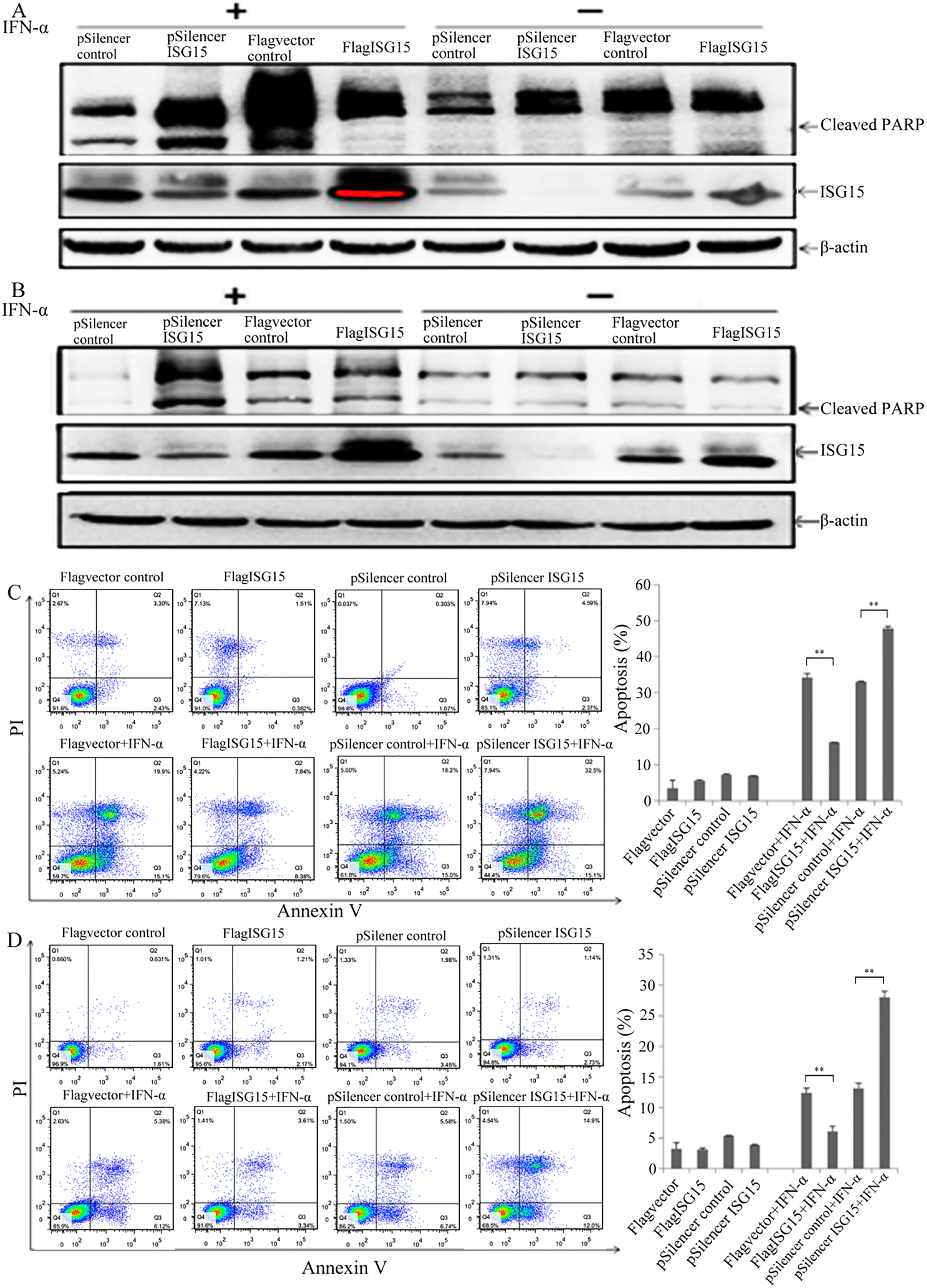 ISG15 mediates IFN-α sensitivity in HCC cells. Western blotting was used to detect PARP cleavage and ISG15 protein expression in (A) LH86 and (B) Huh7 cells after treatment with 2,000 IU/mL IFN-α for 48 h. Apoptosis in (C) LH86 and (D) Huh7 cells was assessed using flow cytometry after treatment with 2,000 IU/mL IFN-α for 48 h. The data presented are representative of 3 independent experiments. 