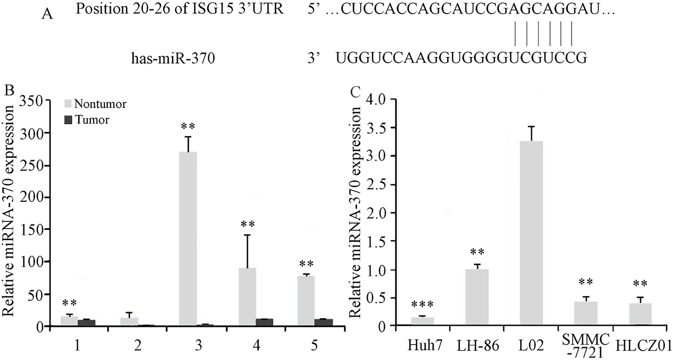 Identification of miR-370 target sequence in ISG15 mRNA, and analysis of miR-370 expression in HCC tumor tissues and cell lines. (A) The 3′-UTR of ISG15 mRNA contains one predicted miR-370 binding site, as indicated in the alignment of the seed region of miR-370 with ISG15 3′-UTR sequence. Relative quantification of the level of miR-370 in (B) HCC tumor samples (**P< 0.01 compared to adjacent noncancerous tissues) and (C) HCC cell lines (**P< 0.05 and *P< 0.05 compared with LO2 and LH86 cells, respectively) was performed using qRT-PCR, and the results were normalized based on U6 expression. The data presented are representative of 3 independent experiments.