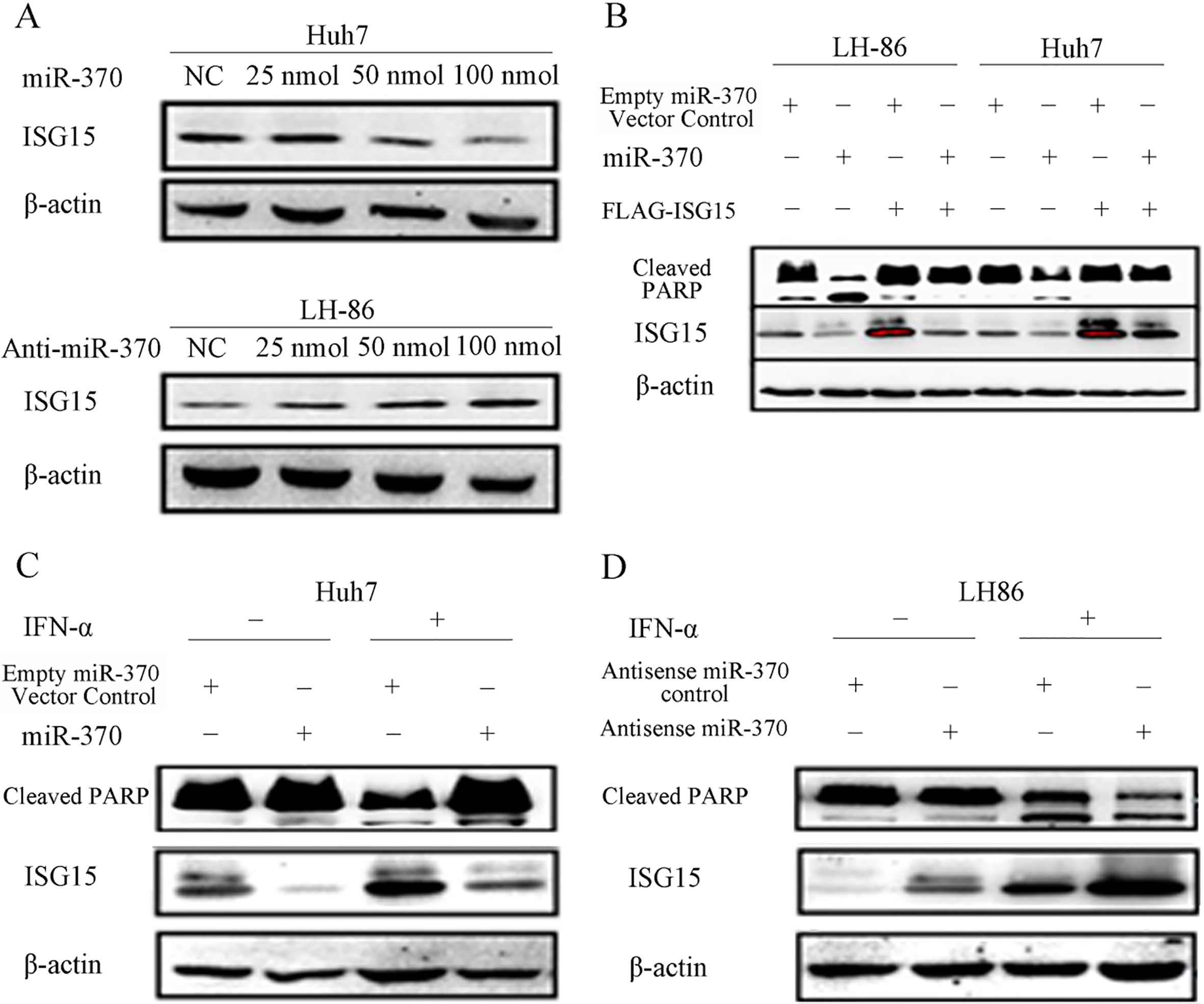 Effects of miR-370 on ISG15 expression and PARP cleavage. (A) Huh7 and LH86 cells were transfected with 25, 50 or 100 nmol miR-370 or anti-miR-370 siRNA for 24 h before assessing the levels of ISG15 and actin (loading control) proteins by western blotting. (B) After transfection with 100 nmol miR-370 and/or pFLAG-ISG15 for 24 h, LH86 and Huh7 cells were subjected to western blotting to assess the levels of cleaved PARP, ISG15, and actin proteins. (C and D) After treatment with or without 2,000 IU/mL IFN-α for 48 h, Huh7 and LH86 cells were transfected with 100 nmol miR-370 or anti-miR-370 siRNA for 24 h, and the levels of cleaved PARP, ISG15, and actin proteins were assessed by western blotting. The data presented are representative of 3 independent experiments. 