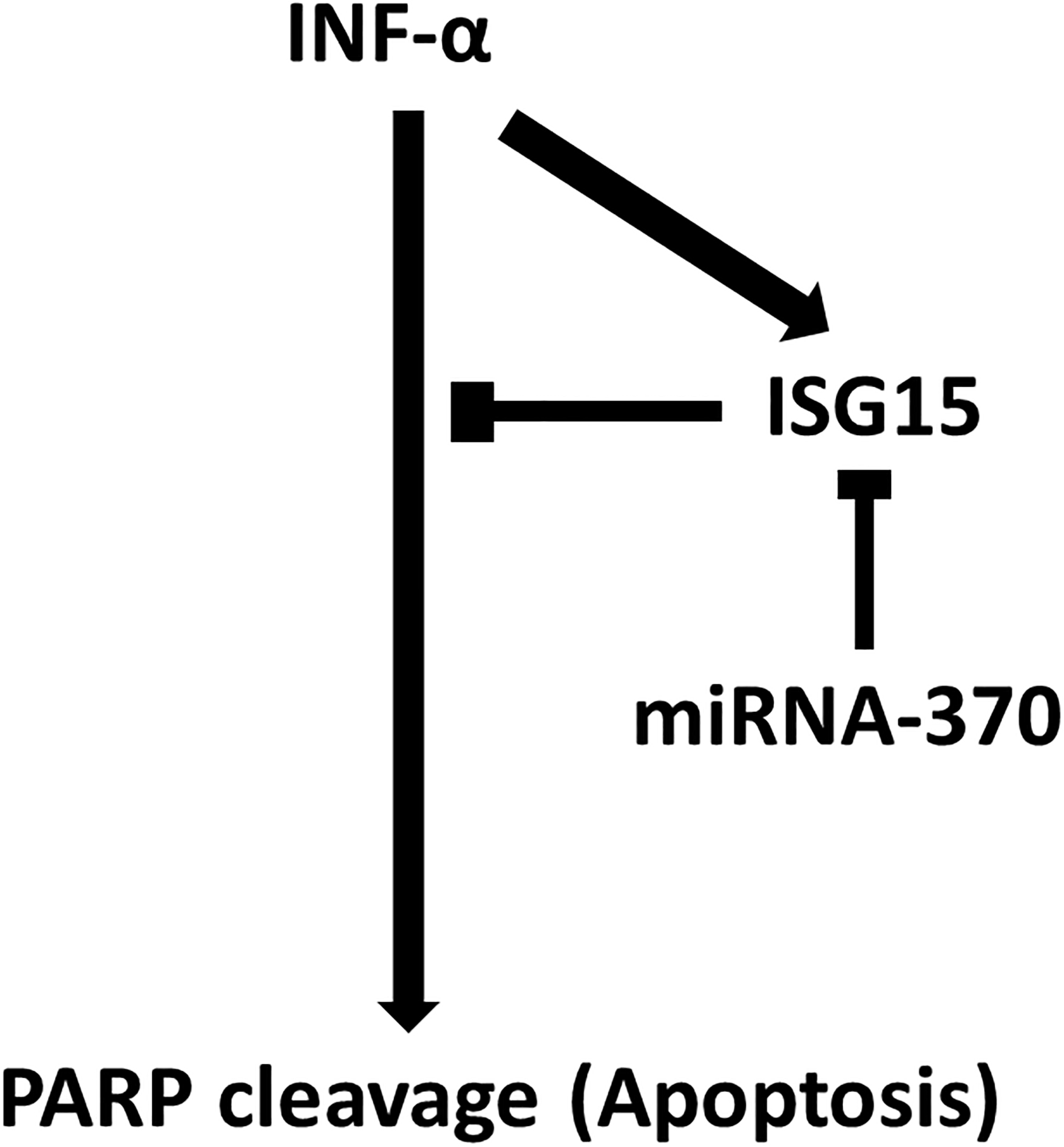 Scheme of the study findings. INF-α induced apoptosis and concomitantly upregulated ISG15, which is a negative regulator of its apoptotic activity. miRNA-370 leads to silencing of ISG15 via a 7-bp sequence in the 3’-UTR and interrupts apoptosis downregulation.