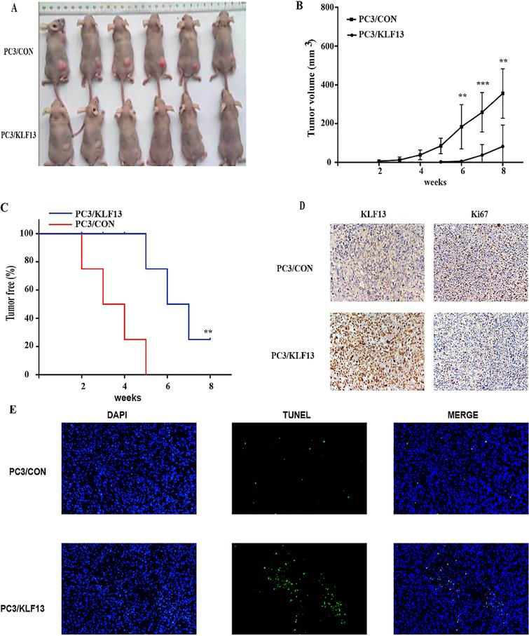 KLF13 inhibits tumor growth of PCa in vivo. (A) The images of tumors in nude mice. (B) Tumor volume of PC3/KLF13 and PC3/CON cells. (C) Kaplan-Meier analysis of tumor onset. (D) IHC staining of KLF13 and Ki67 in tumor xenografts; original magnification 400 ×. (E) TUNEL assay of apoptosis in tumor xenografts (Tunel-positive cells are marked with red arrow): original magnification 200 ×. P*⁣*< 0.01, P*⁣*⁣*< 0.001.