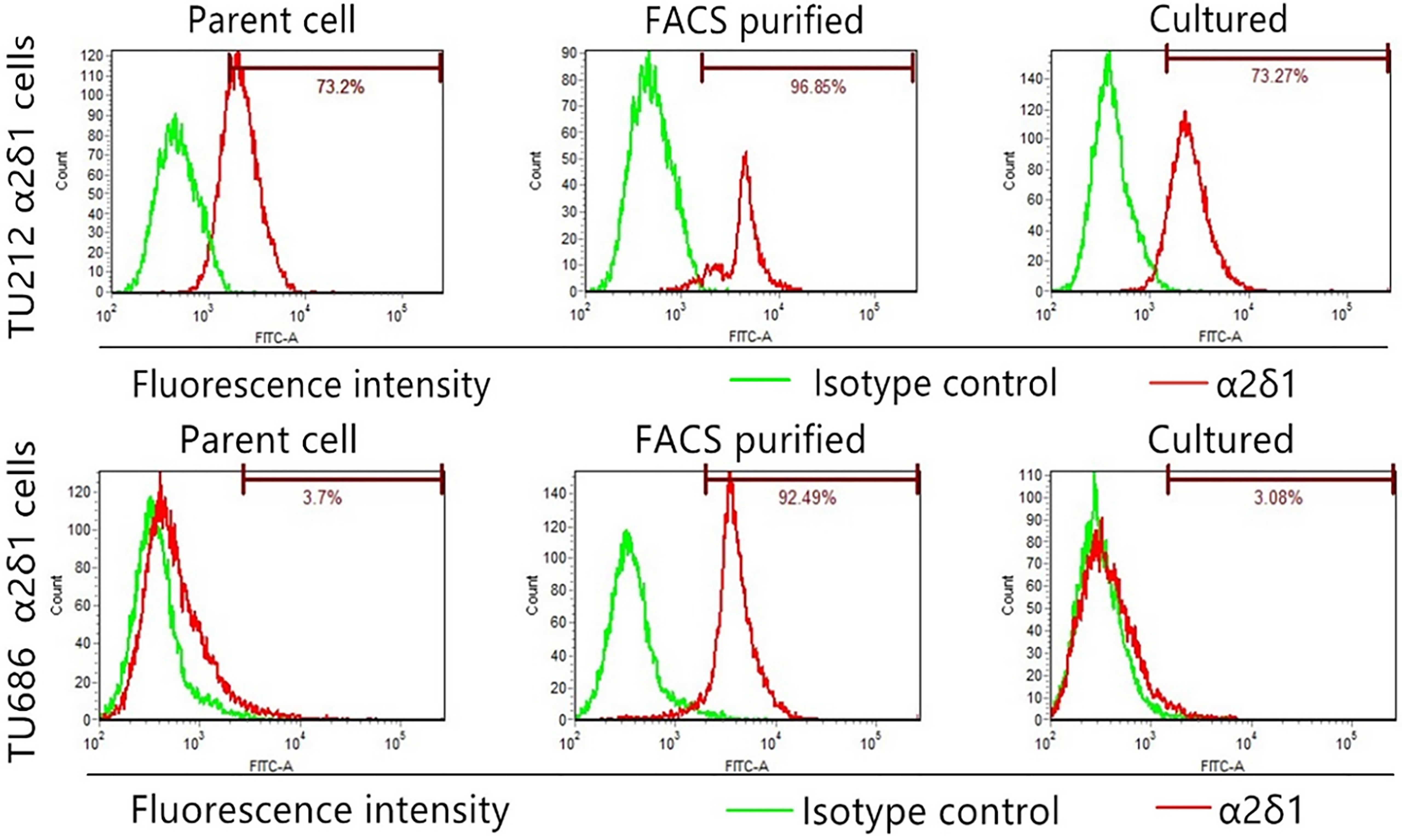 Differentiation properties of α2δ1+ TU212 and TU686 cells. Flow cytometry shows the percentage of α2δ1+ cells in TU212 and TU686 cells, FACS-purified α2δ1+ cells and purified α2δ1+ cells cultured in 10% serum-containing medium for 1 week (cultured).