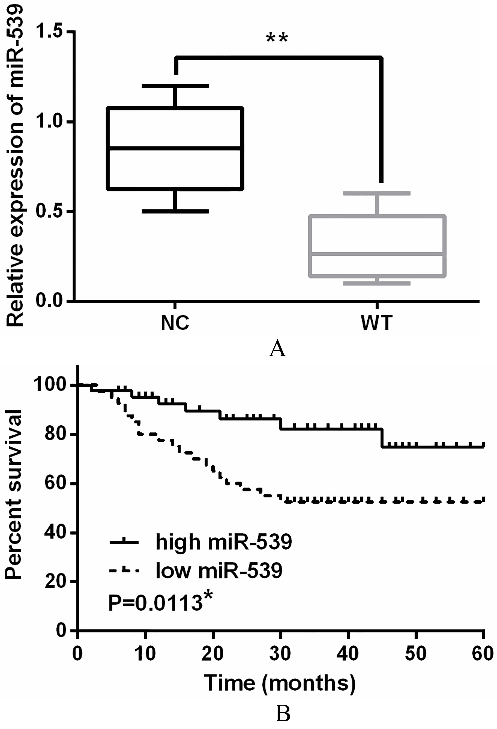 Downregulation of miR-539 was identified in WT tissues.(A) The expressions of miR-539 in WT tissues detected via qRT-PCR. (B) Low miR-539 expression was correlated with shorter overall survival of WT patients. *P< 0.05, **P< 0.01.