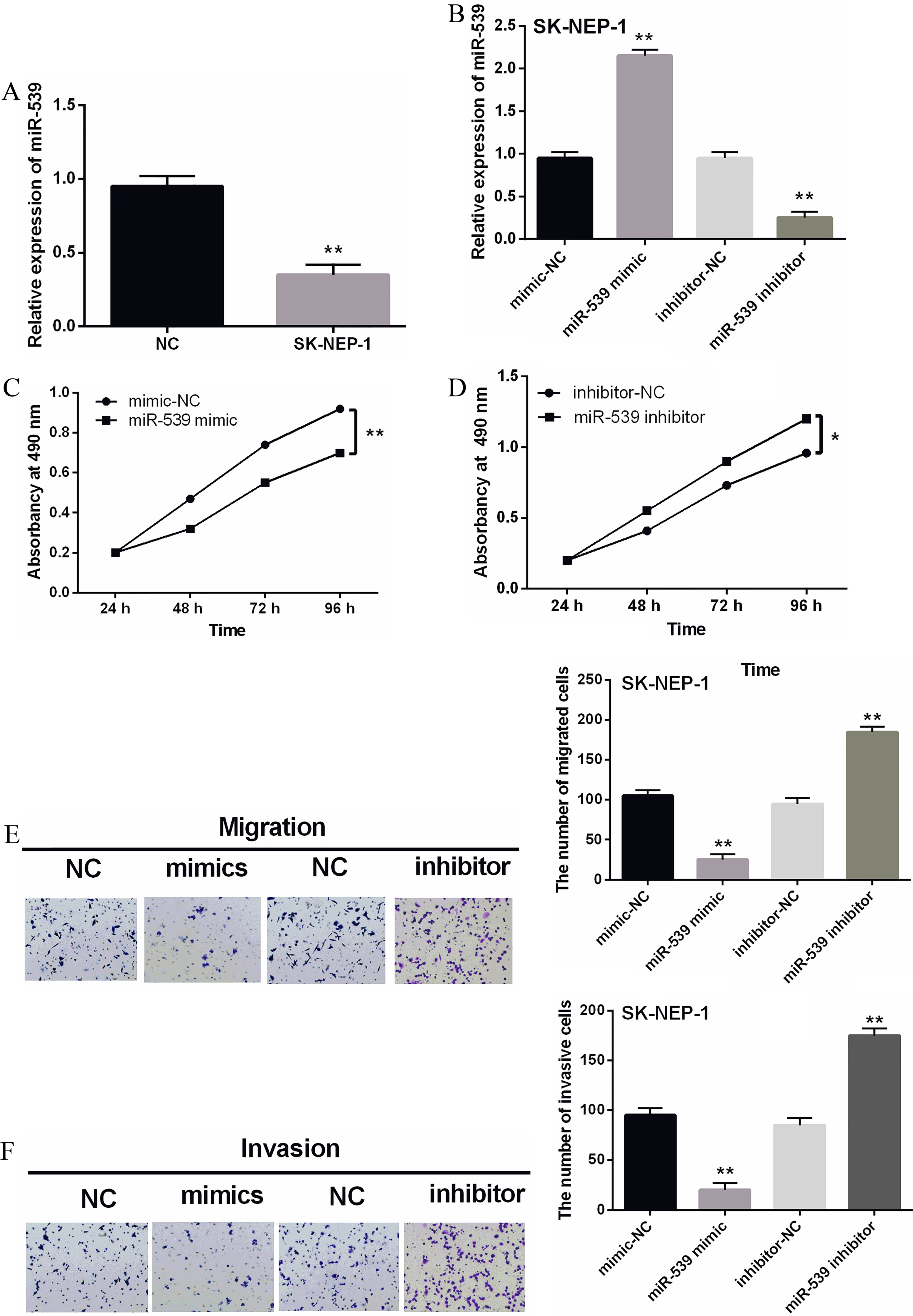 Overexpression of miR-539 suppressed the proliferation, migration and invasion of WT cells. (A) The miR-539 expression in SK-NEP-1 cell lines. (B) The miR-539 expressions were examined in SK-NEP-1 cells containing miR-539 mimics or inhibitor via qRT-PCR. (C, D) The cell proliferation was measured in cells containing miR-539 mimics or inhibitor via MTT assay. (E, F) Cell migration and invasion analysis in SK-NEP-1 cells containing miR-539 mimics or inhibitor was examined by Transwell assay. *P< 0.05, **P< 0.01.