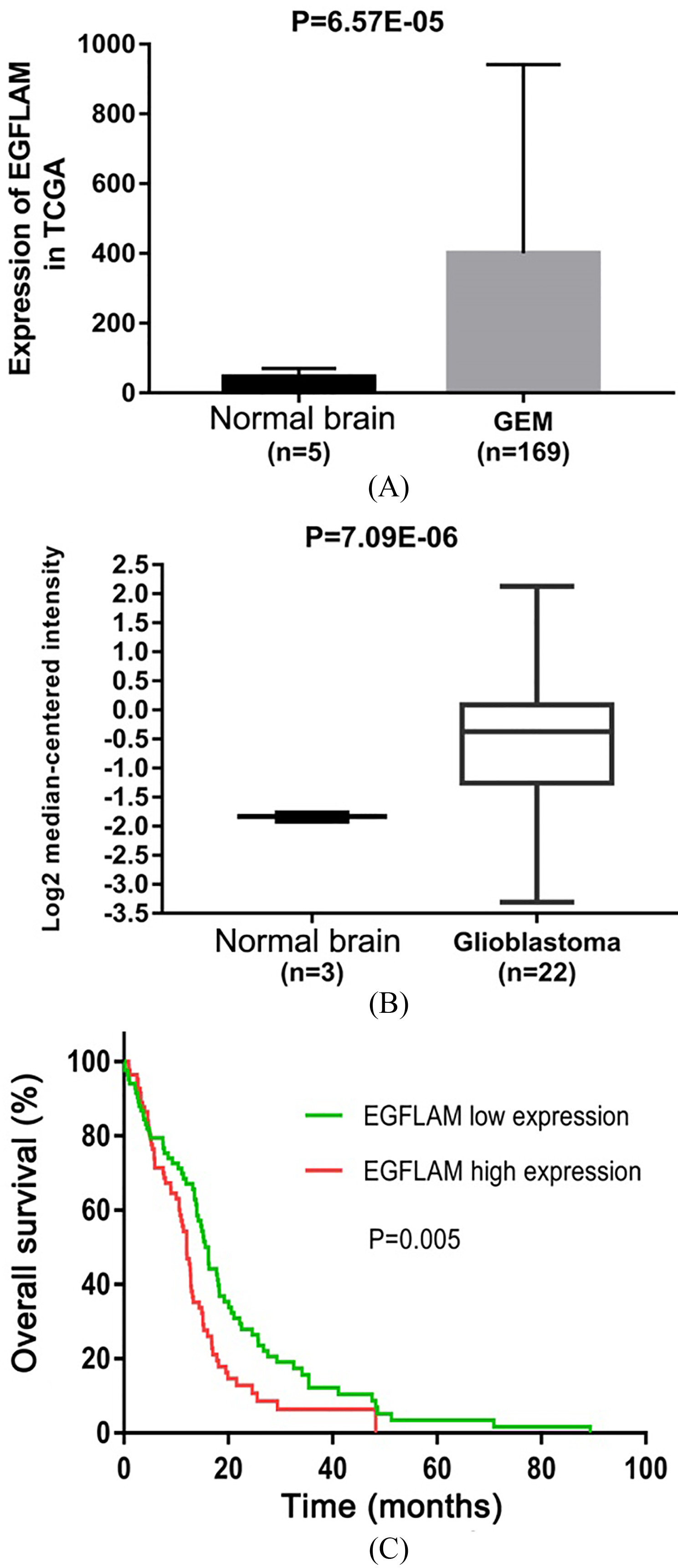 EGFLAM expression was up-regulated in Glioblastoma (GBM). (A) The Cancer Genome Atlas (TCGA) database was used to analyze the expression levels of EGFLAM in GBM tissues and normal brain tissues. (B) Oncomine database was used to further determine the expression levels of EGFLAM in GBM tissues and normal brain tissues. (C) Kaplan-Meier method and the long-rank test were used to analyze the overall survival of patients, and patients with high expression of EGFLAM presented the worse prognosis (p= 0.005).