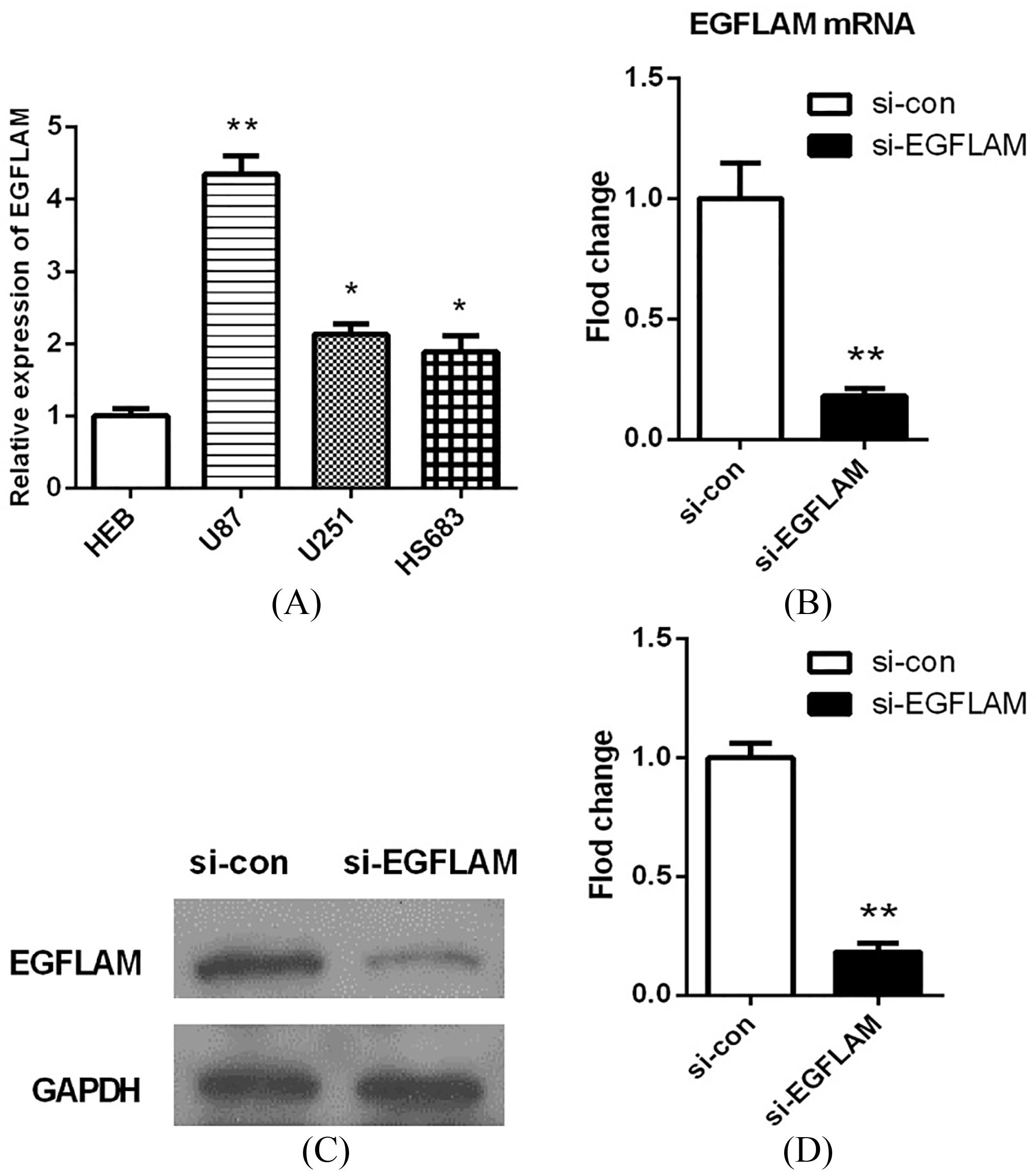 EGFLAM expression was up-regulated in GBM cells. (A) The expression levels of EGFLAM in HEB, U87, U251, HS683 cell lines were analyzed by qRT-PCR, among which U87 cell line was chosen as appropriate cellular models to knockdown EGFLAM for further experiments. (B–D) After transfection, EGFLAM expression was measured by qRT-PCR (B) and western blot (C and D) respectively. si-EGFLAM group represents EGFLAM in U87 cells were silenced, and si-con group represents EGFLAM in U87 cells were not silenced. *p< 0.05 and **p< 0.01 versus si-con group.