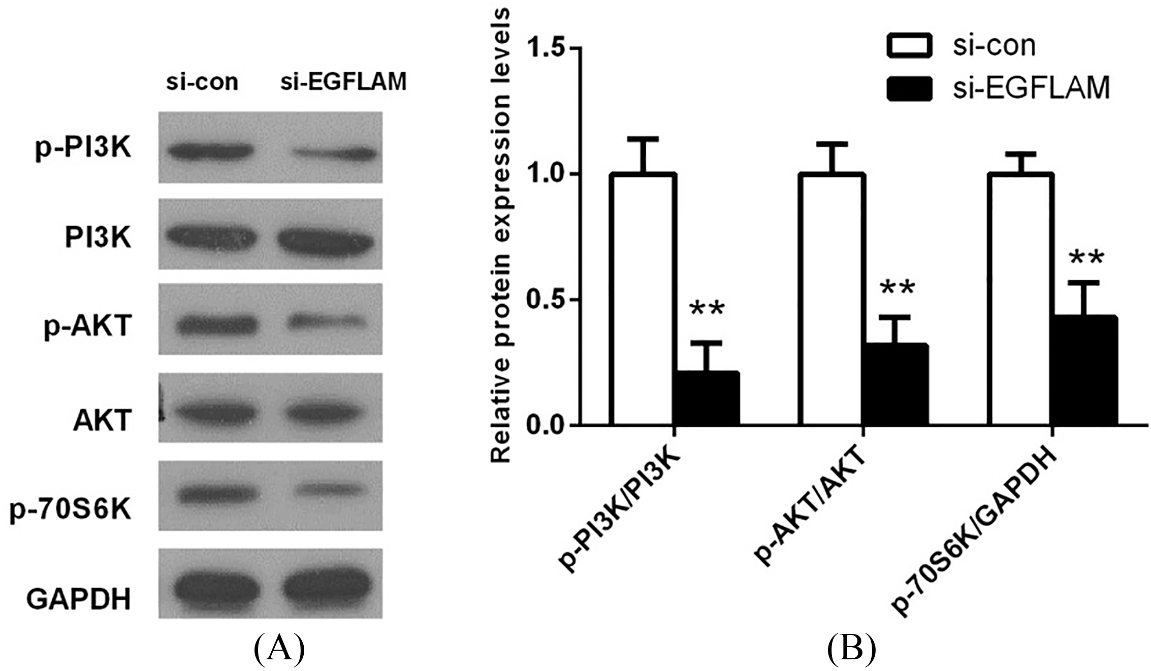 EGFLAM induced the activation of PI3K/AKT pathway. (A) The expression levels of PI3K, p-PI3K (Tyr199), AKT, p-AKT (Ser473) and p-P70S6K (Ser371) in PI3K/AKT pathway were measured by western blot. (B) The expression of proteins in PI3K/AKT pathway was quantified and normalized to the GAPDH as a loading control. si-EGFLAM group represents EGFLAM in U87 cells were silenced, and si-con group represents EGFLAM in U87 cells were not silenced. **p< 0.01 versus si-con group.