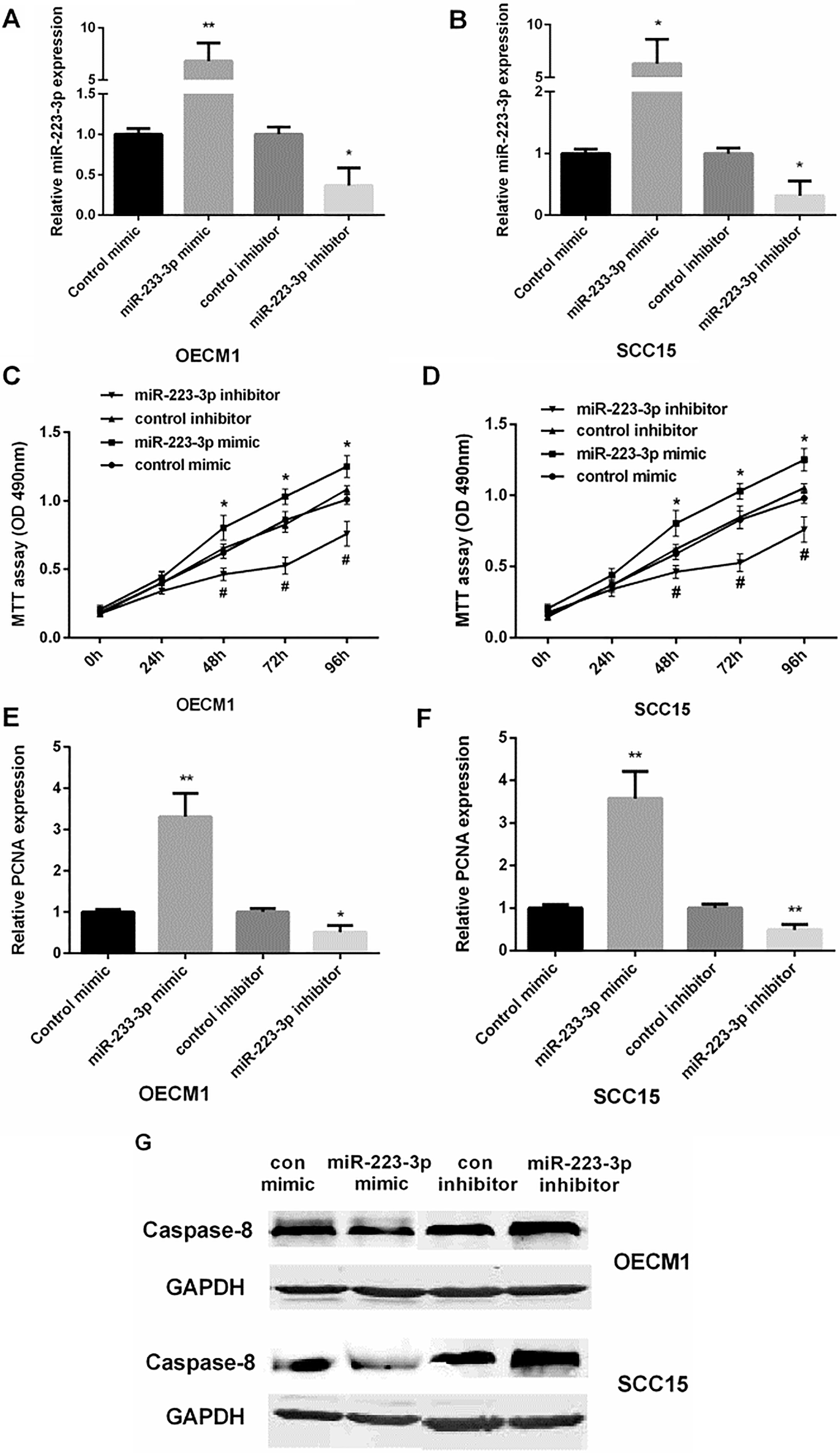 The promotion of miR-223 in the proliferation and apoptosis of OSCC cells. (A and B) Detection of the relative miR-223 mRNA expression in OECM1 and SCC15 cell lines after transfected with control mimic/inhibitor or miR-223 mimic/inhibitor (P*< 0.05, P**< 0.01). (C and D) Detection of cell viability by MTT assay after the OECM1 and SCC15 cells lines transfected for 0, 24, 48, 72, 96 h with control mimic/inhibitor or miR-223 mimic/inhibitor (P#< 0.05, P*< 0.05). (E and F) Detection of the relative PCNA mRNA level after the OECM1 and SCC15 cell lines transfected with control mimic/inhibitor or miR-223 mimic/inhibitor by qRT-PCR. (G) Detection of Caspase-8 protein level after the OECM1 and SCC15 cell lines transfected with control mimic/inhibitor or miR-223 mimic/inhibitor by western blot (P*< 0.05, P**< 0.01). The experiments were repeated three times.