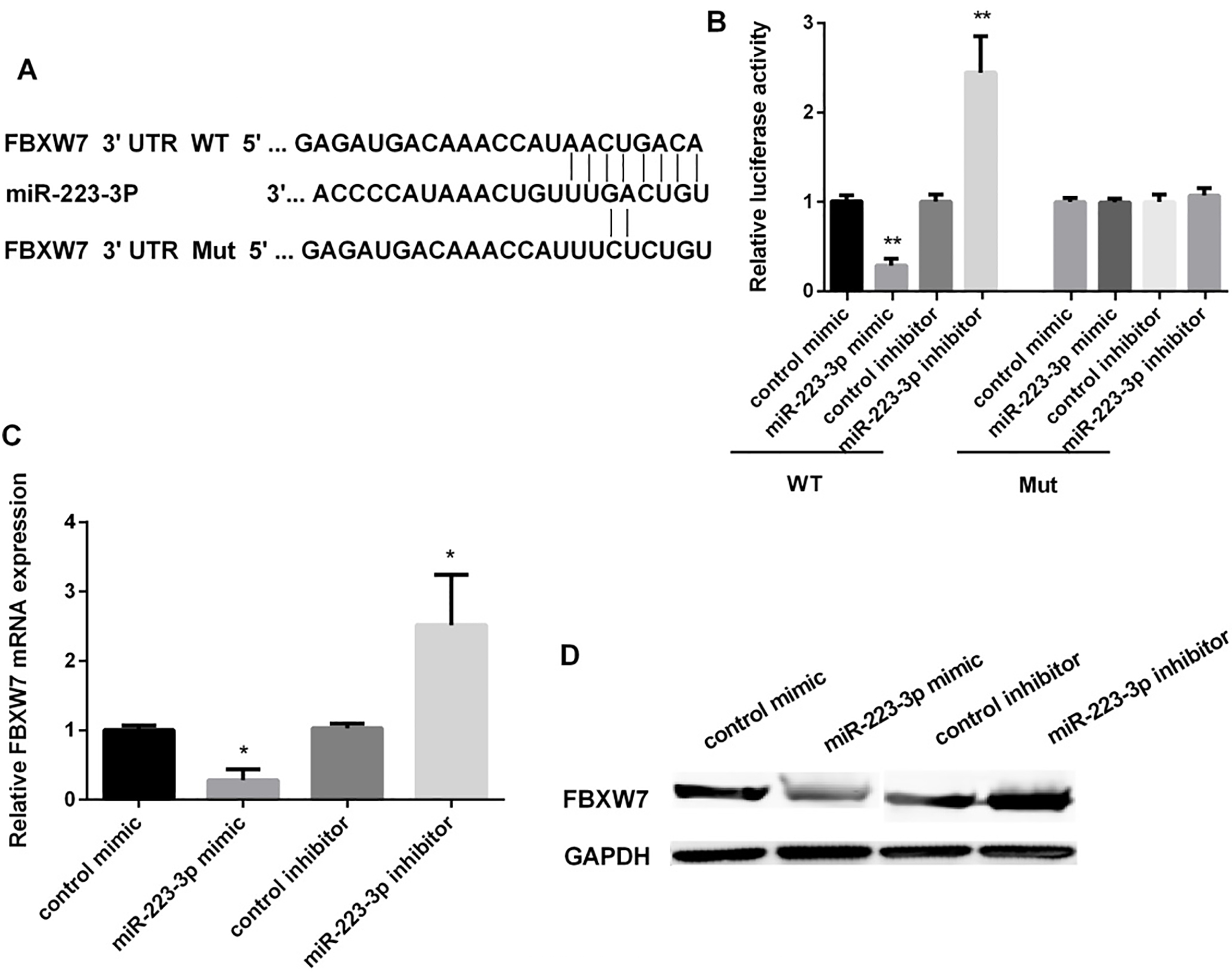 FBXW7 as a target gene of miR-223 in regulating of OSCC cells. (A) The predicted sites of miR-223 in the 3’UTR of FBXW7. Between the 3’-UTR of FBXW7 and the complementary sites for the seed regions in miR-223 generated mutation. (B) Detection of the luciferase activity in OECM1 cells after transfected with miR-223 mimic/inhibitor (P**< 0.01). (C and D) Detection of FBXW7 mRNA level and protein level in OECM1 cells after transfected with control mimic/inhibitor or miR-223 mimic/inhibitor by qRT-PCR (P*< 0.05). These experiments were repeated three times.