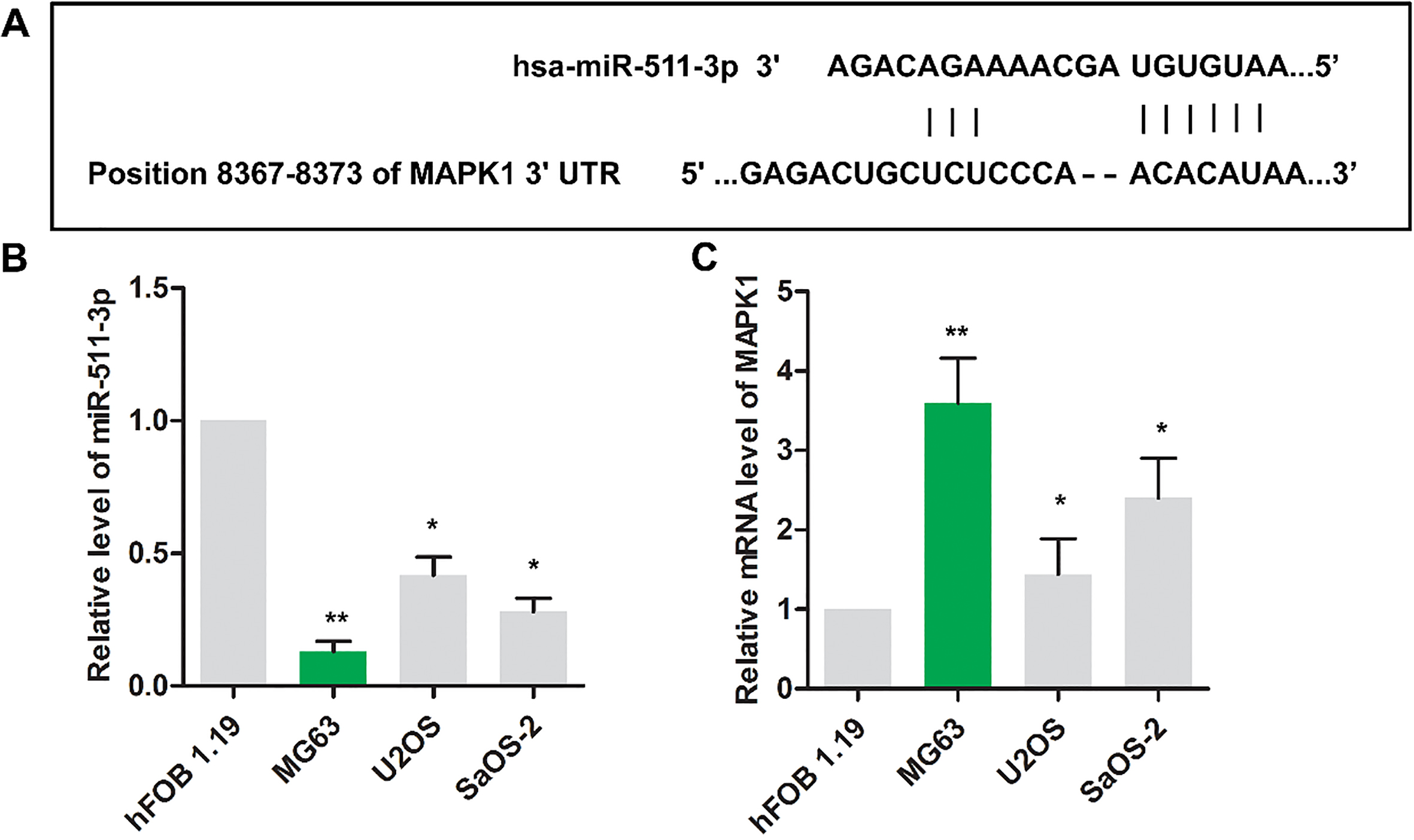 The expression of miR-511 and MAPK1 were dysregulated in osteosarcoma cells. (A) The binding sites between miR-511 and MAPK1 were predicted via Targetscan website. The relative expressions miR-511(B) and MAPK1(C) were detected using RT-PCR in HFOB1.19, MG63, Saos2 and U2OS cell lines. β-actin was used as internal control. The experiments were repeated at least 3 times, and error bars represent ± SD (P∗∗< 0.01, P∗< 0.05 versus HFOB1.19 group).